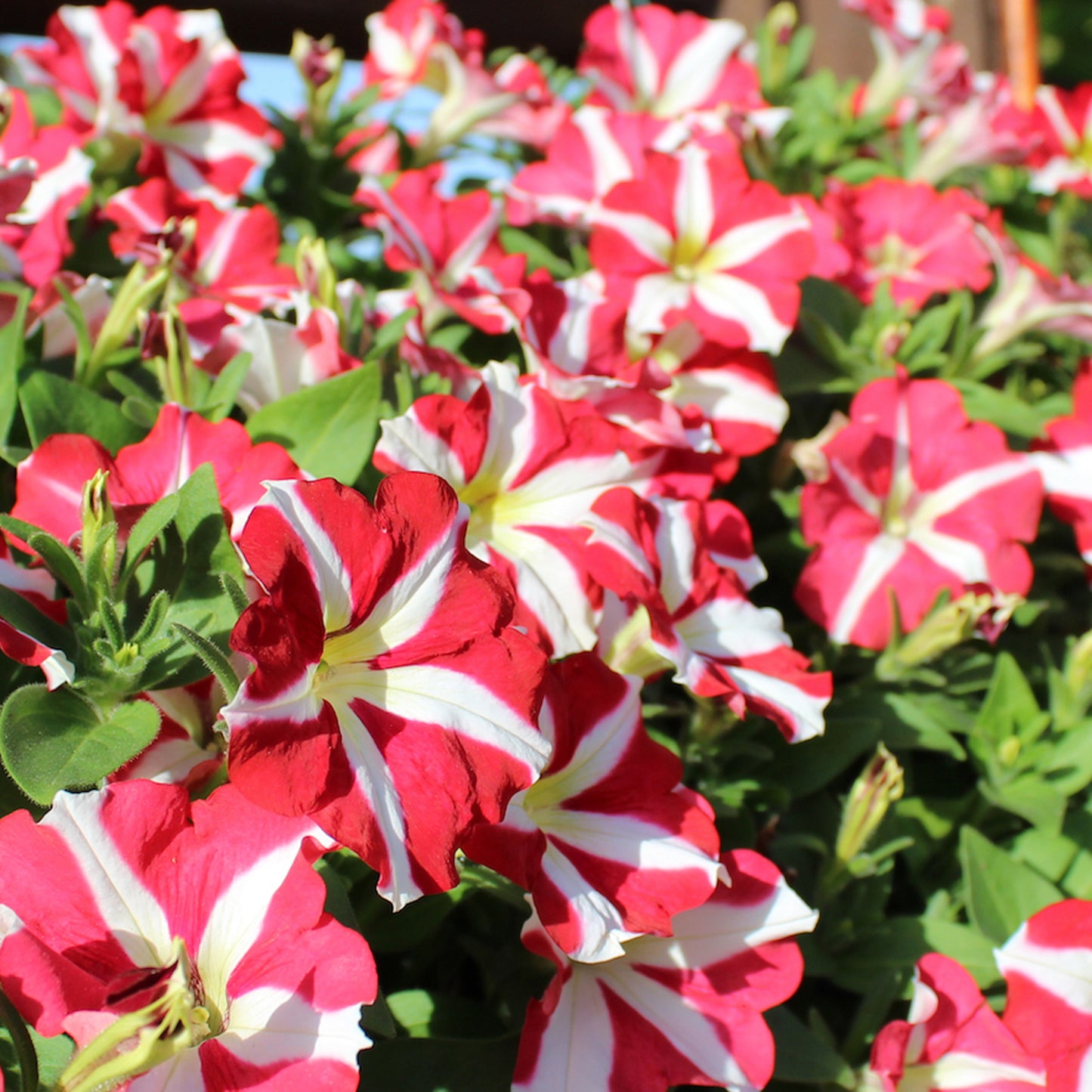 Basket Plants - Petunia Amore King of Hearts (6 Pack)