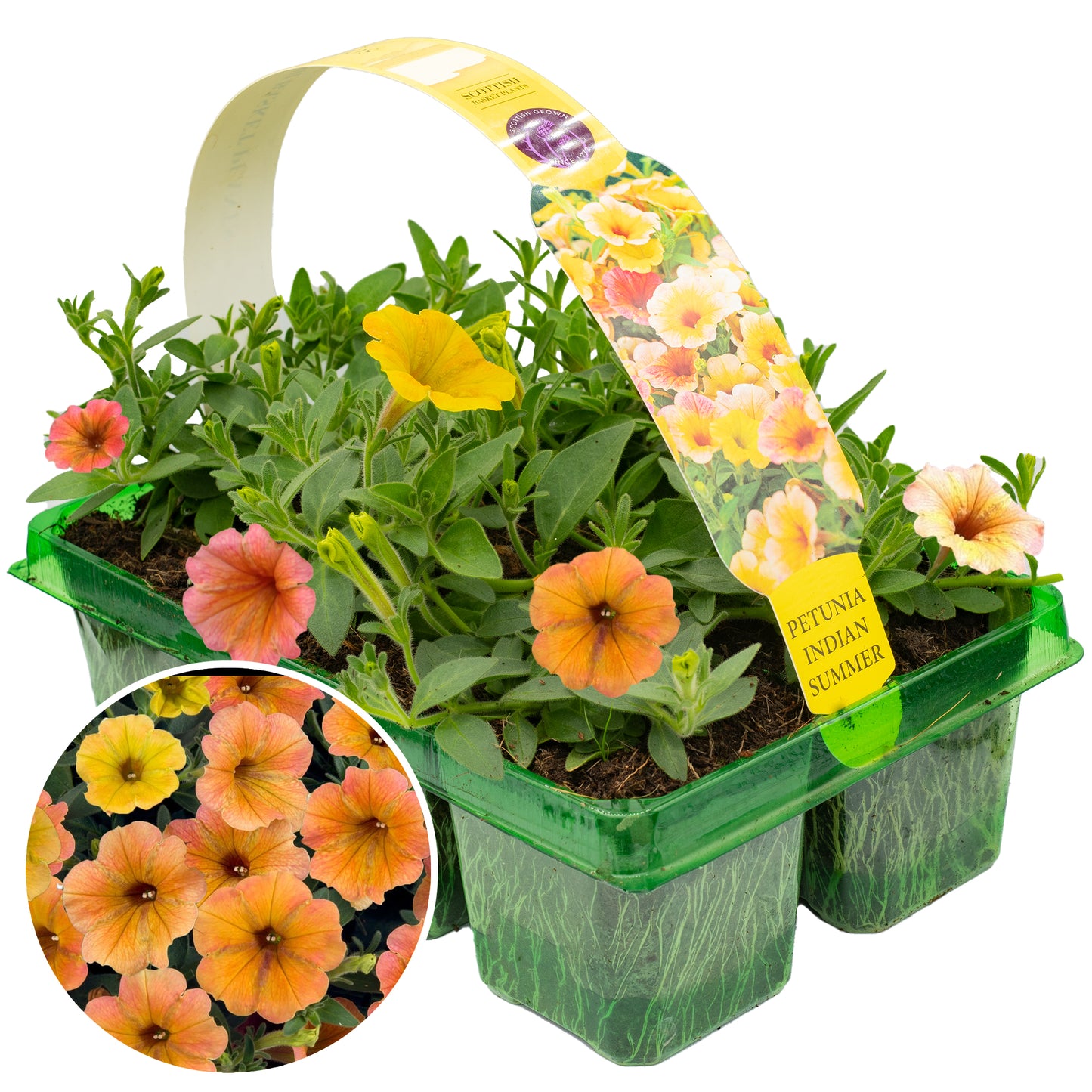 Basket Plants - Petunia Cascadian Indian Summer (6 Pack)
