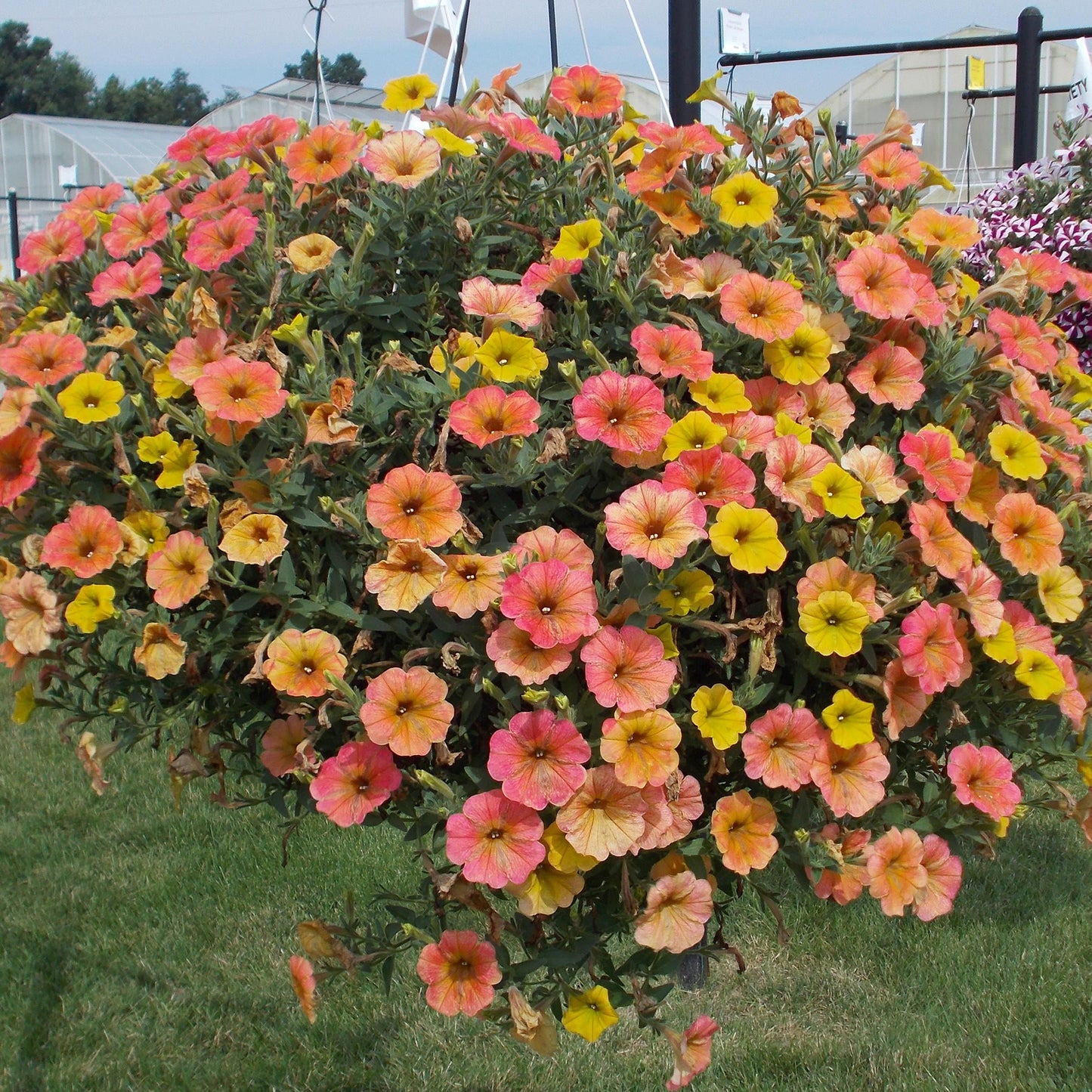 Basket Plants - Petunia Cascadian Indian Summer (6 Pack)