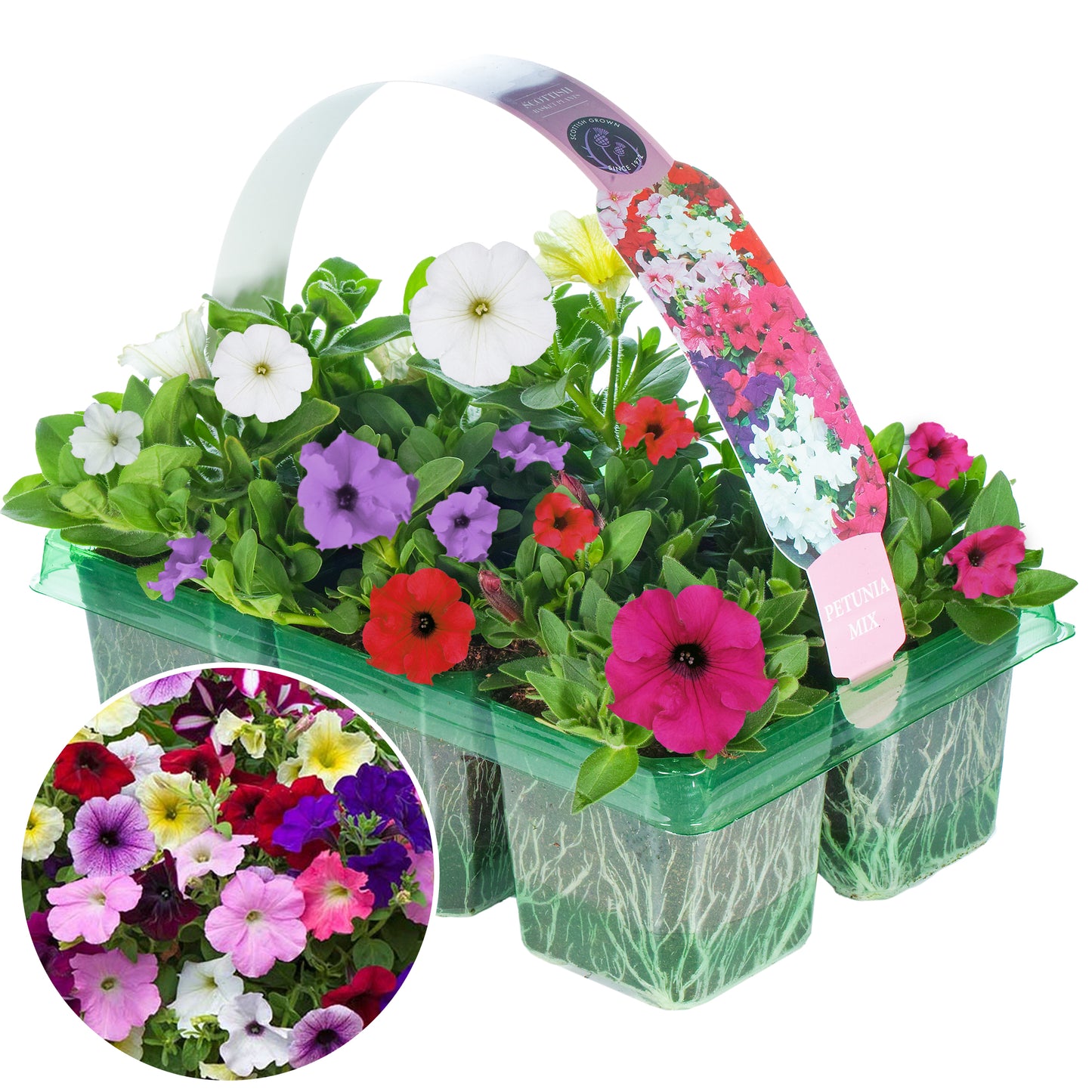 Basket Plants - Petunia Mixed Variety (6 Pack)