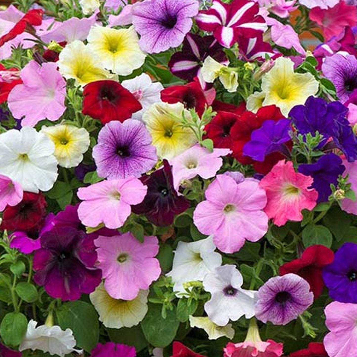 Basket Plants - Petunia Mixed Variety (6 Pack)