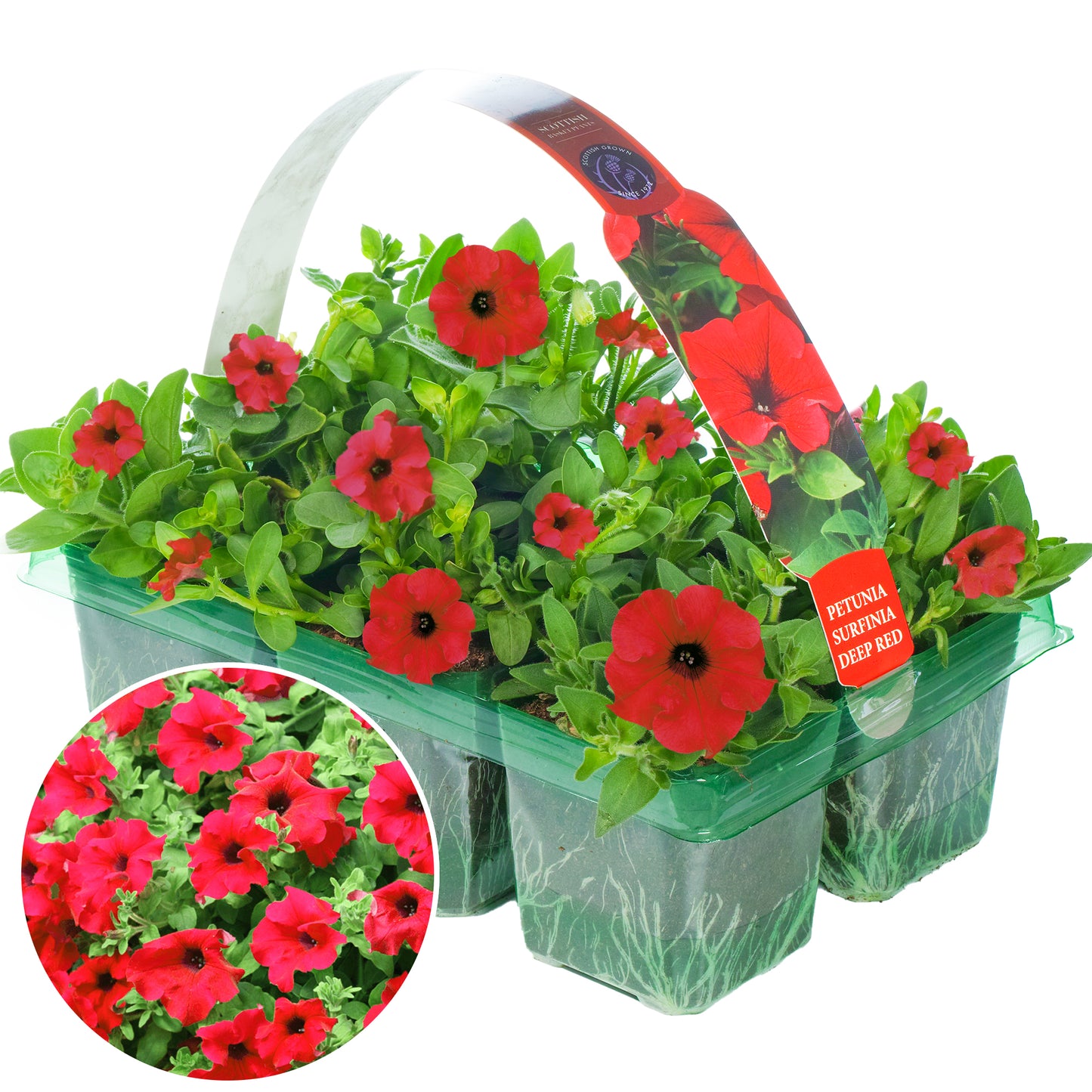 Basket Plants - Petunia Surfinia Deep Red (6 Pack)