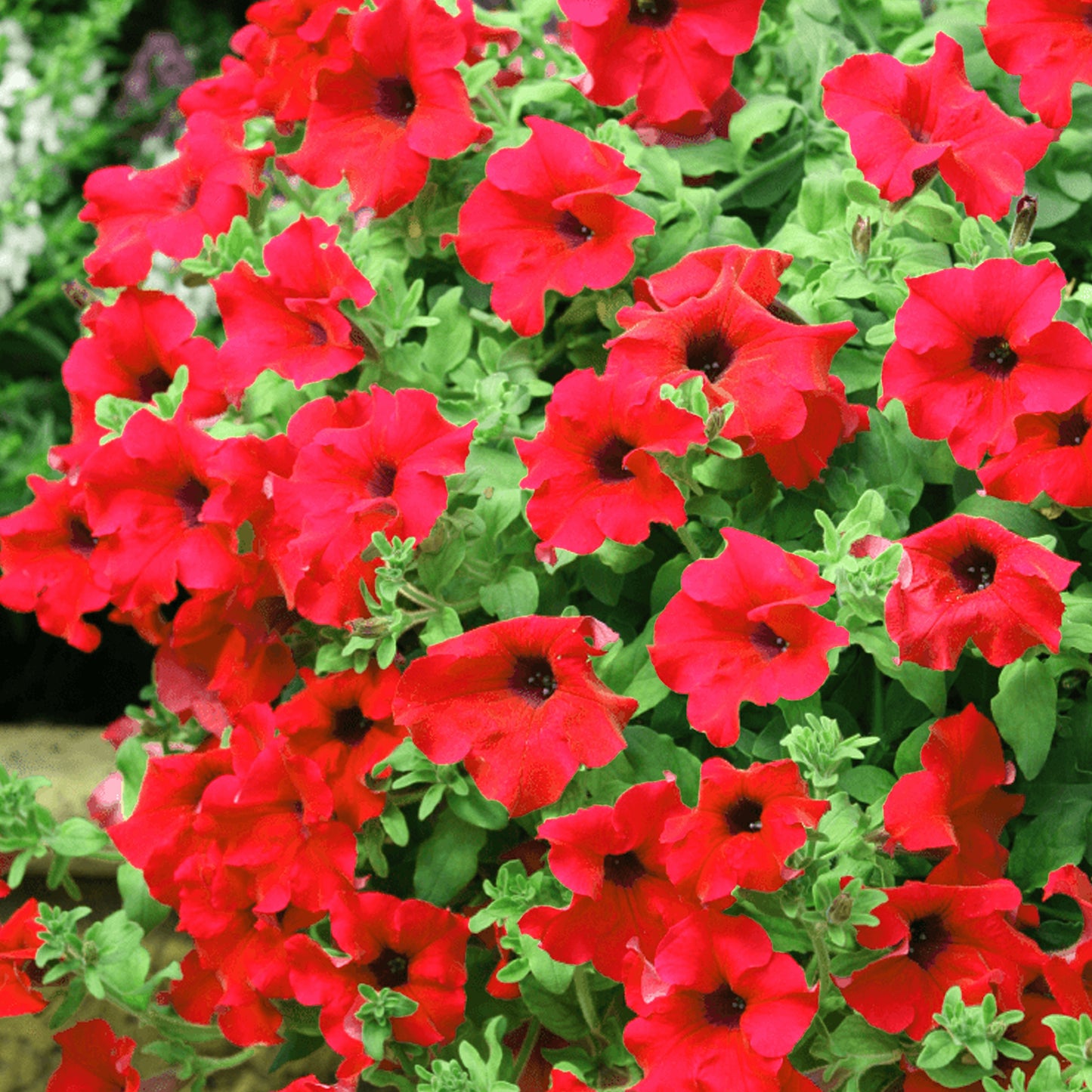 Basket Plants - Petunia Surfinia Deep Red (6 Pack)