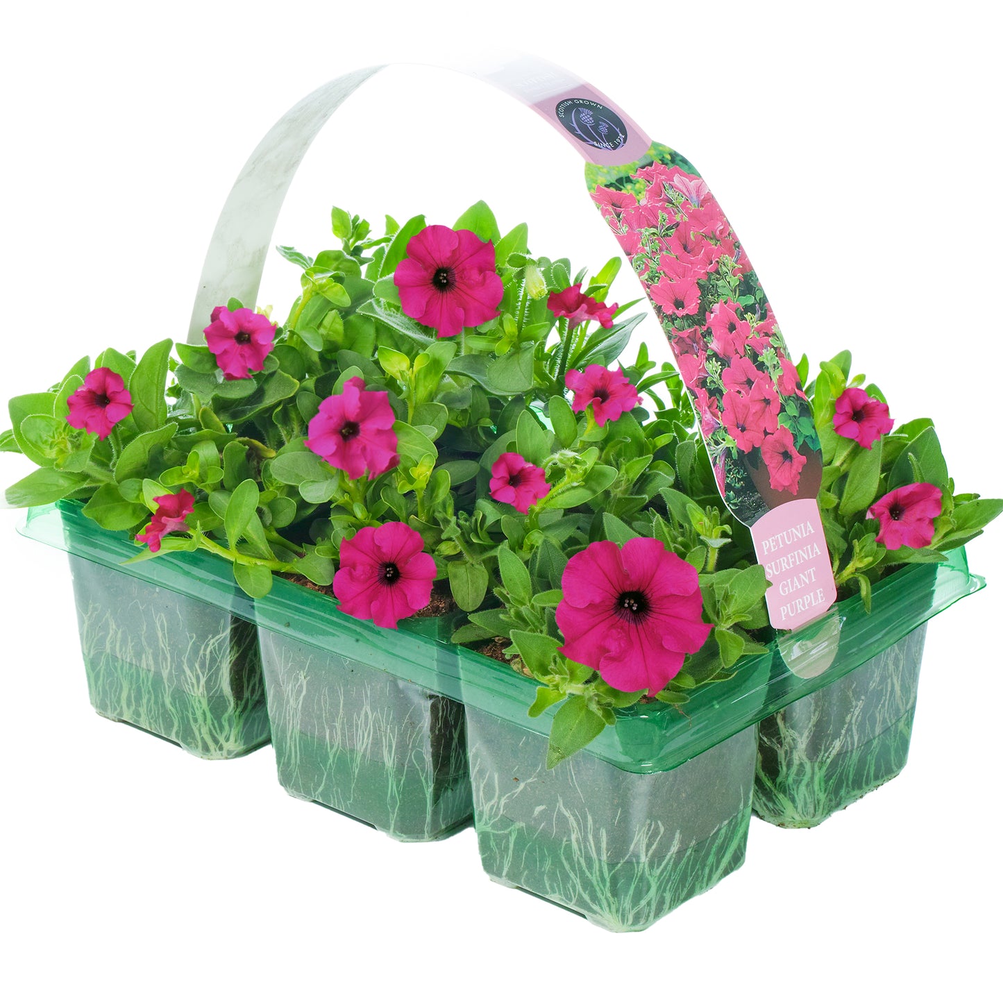 Basket Plants - Petunia Surfinia Purple (6 Pack)