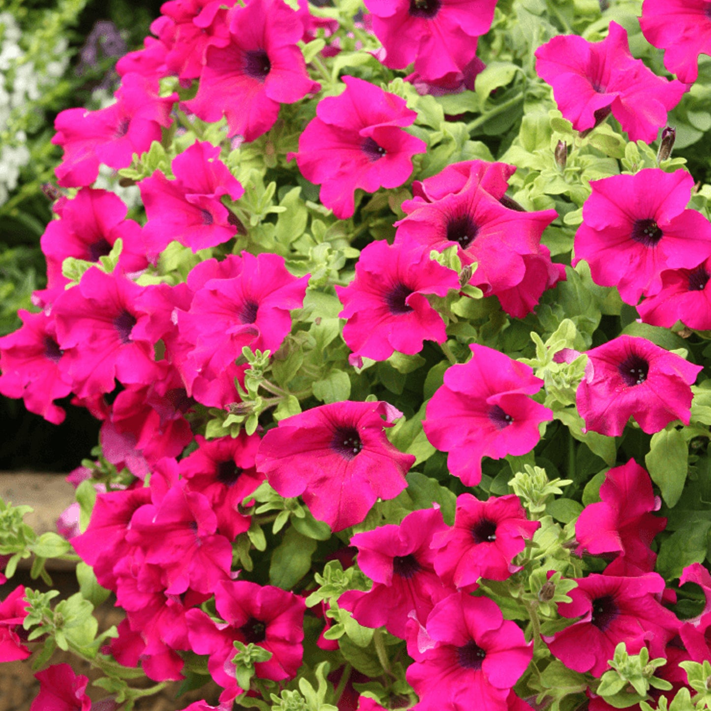 Basket Plants - Petunia Surfinia Purple (6 Pack)