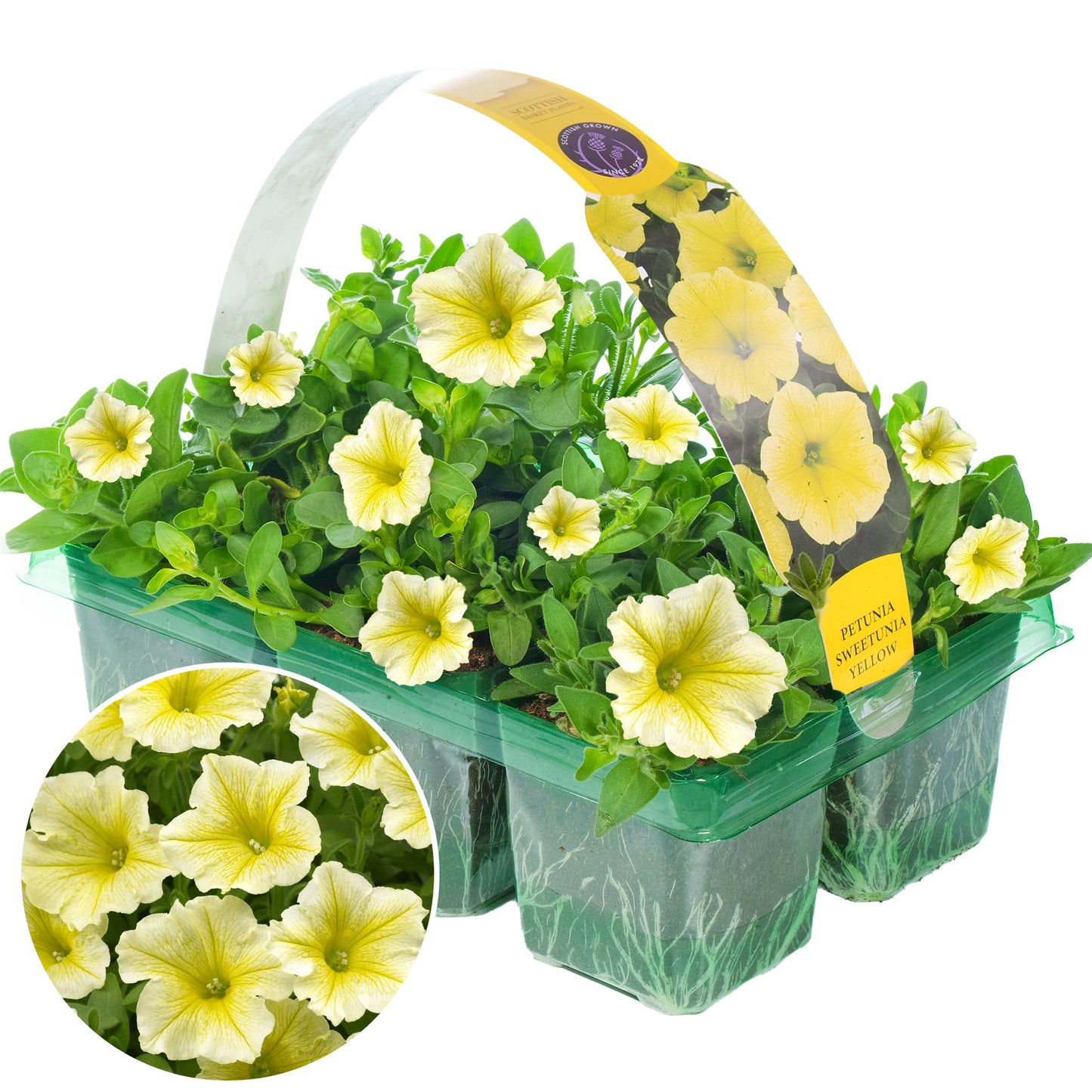 Basket Plants - Petunia Surfinia Yellow (6 Pack)