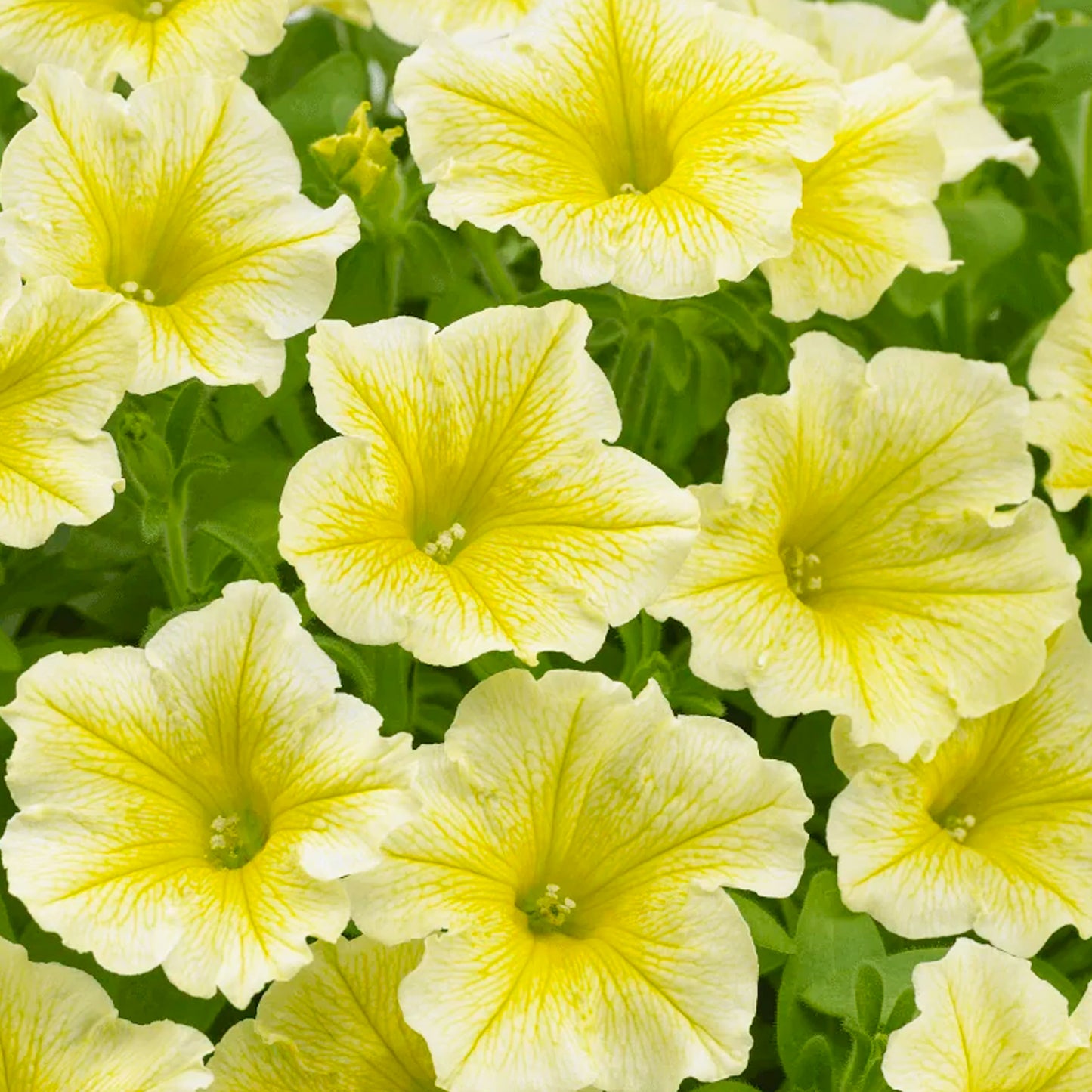 Basket Plants - Petunia Surfinia Yellow (6 Pack)
