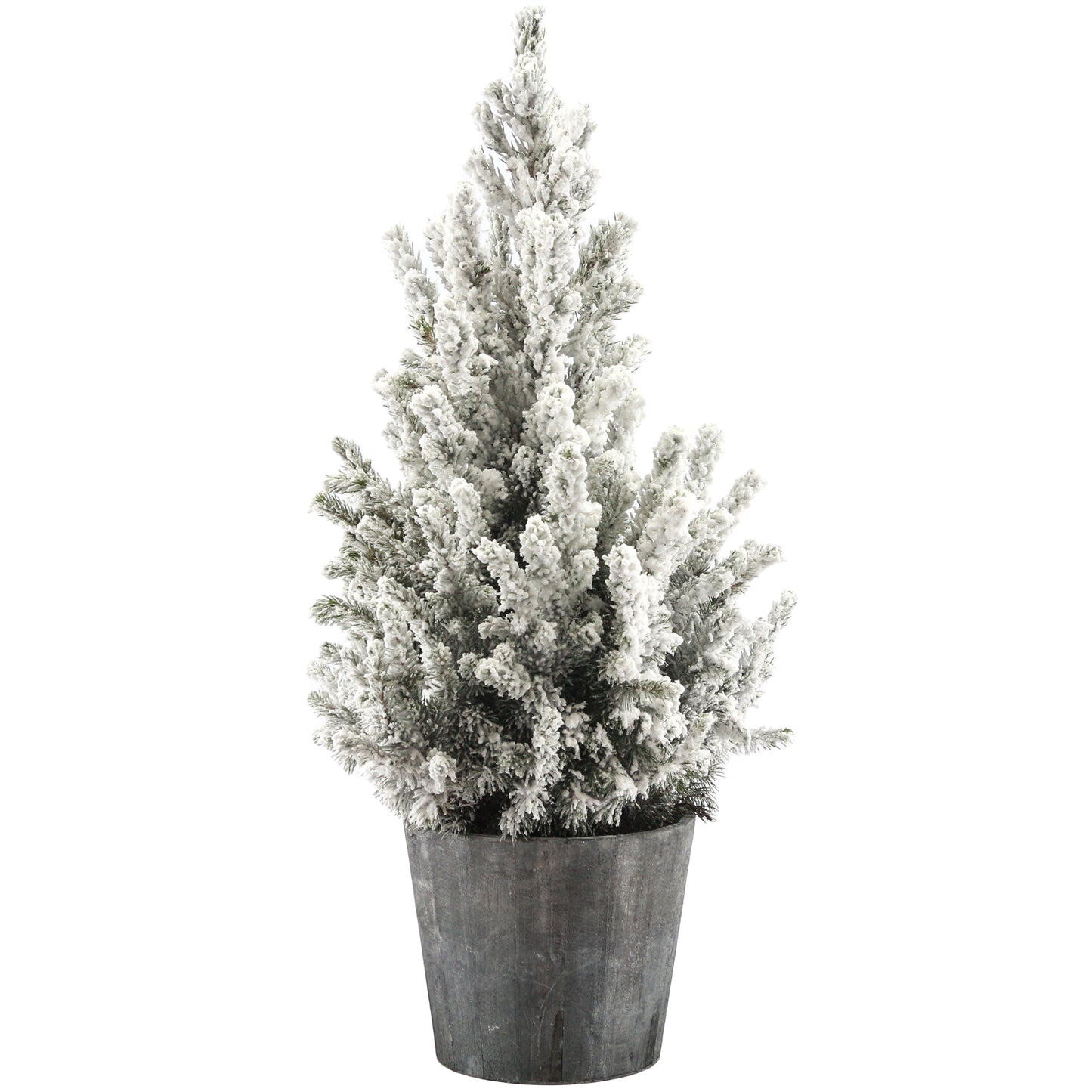 Picea Conica in Wooden Pot