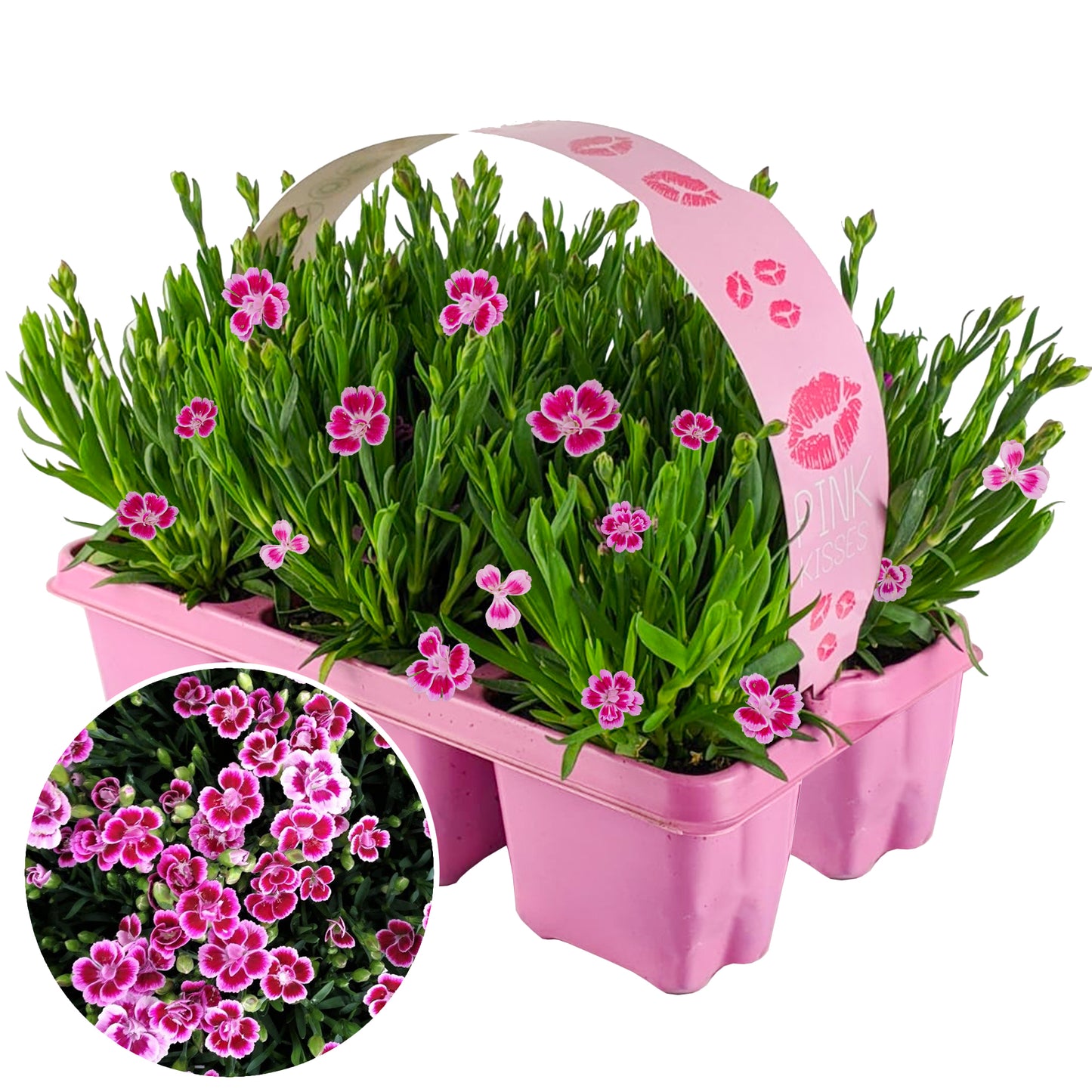 Dianthus Pink Kisses (Carry Six Pack)