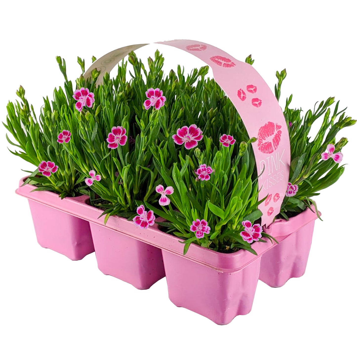 Dianthus Pink Kisses (Carry Six Pack)