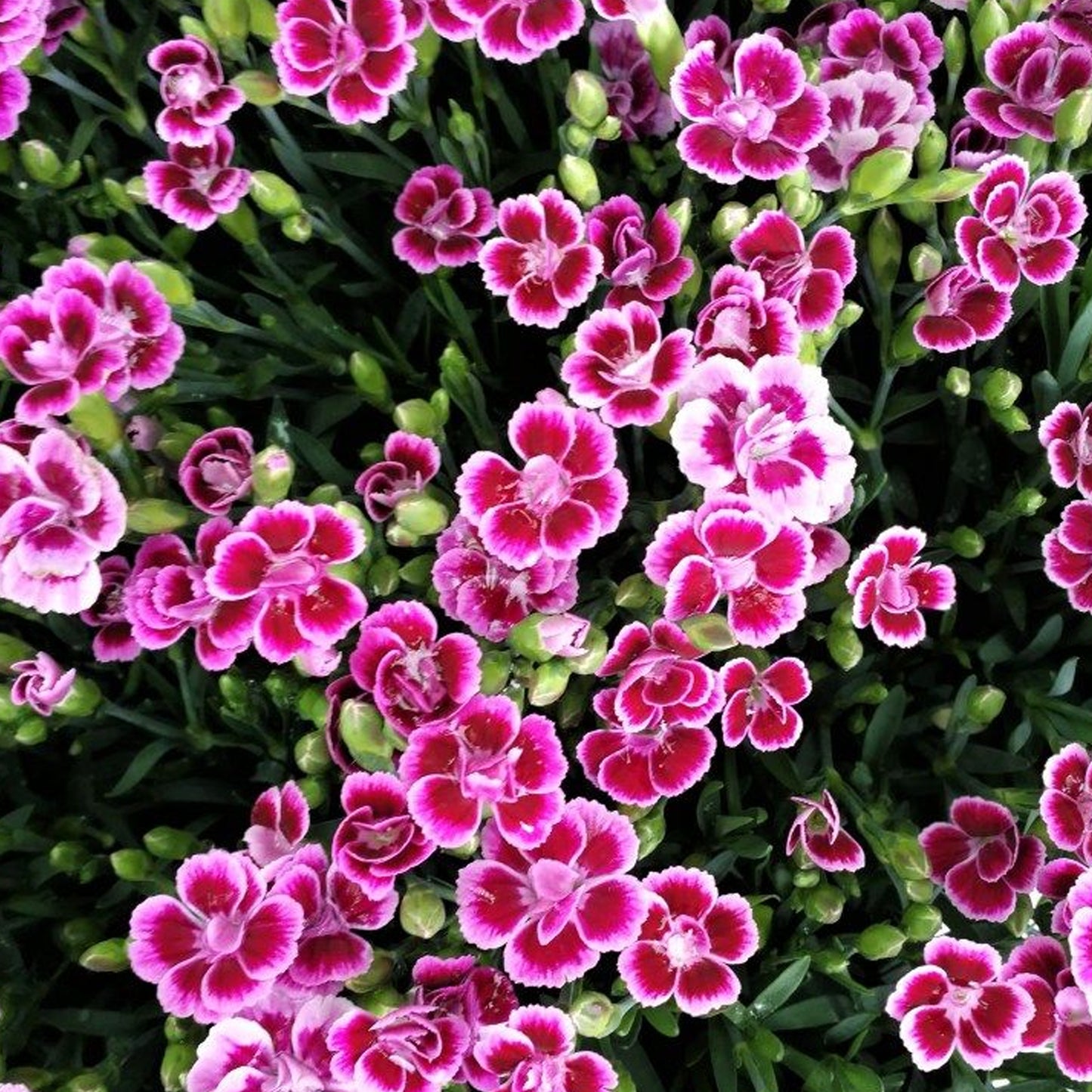Dianthus Pink Kisses (Carry Six Pack)