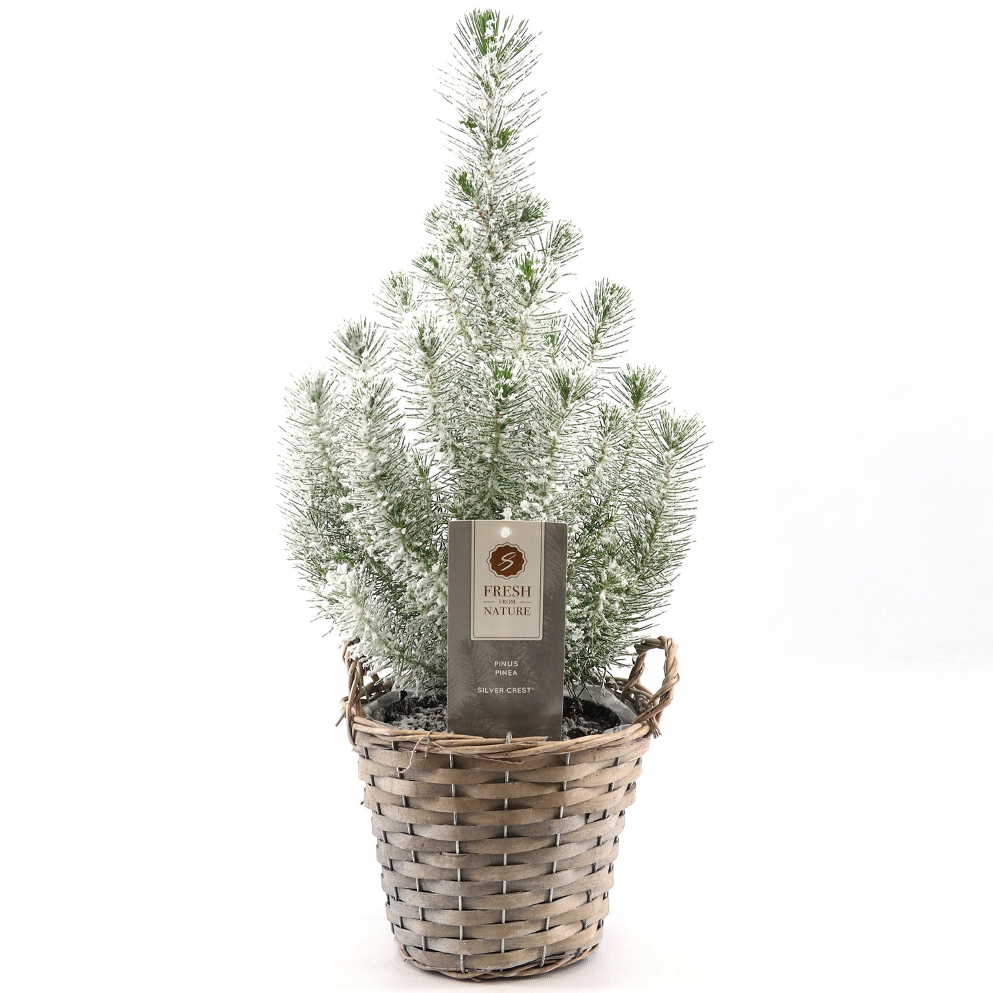 Pinus Silver Crest In Wicker Basket
