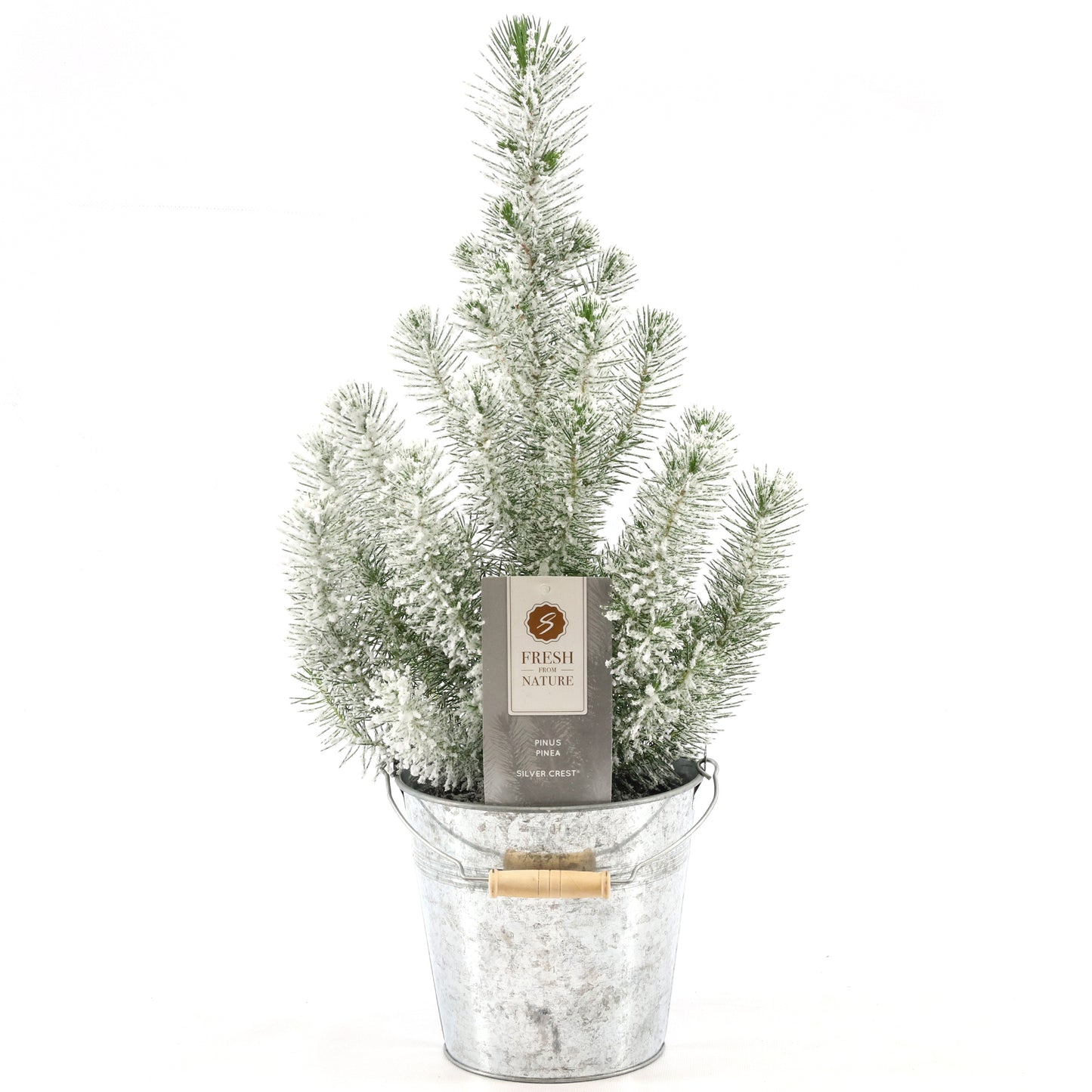 Pinus Silver Crest In Zinc Pale