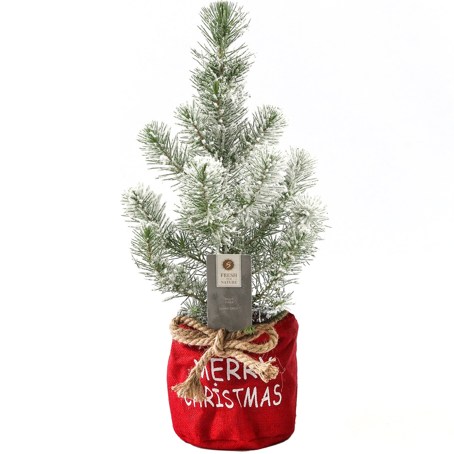 Pinus Silver Crest Merry Christmas Bag