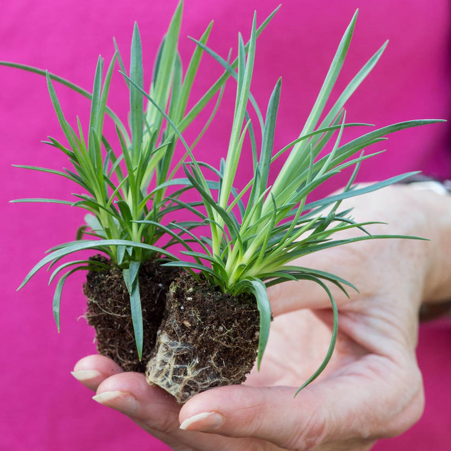 Dianthus Plant Mix (3cm plugs, 6 plants)