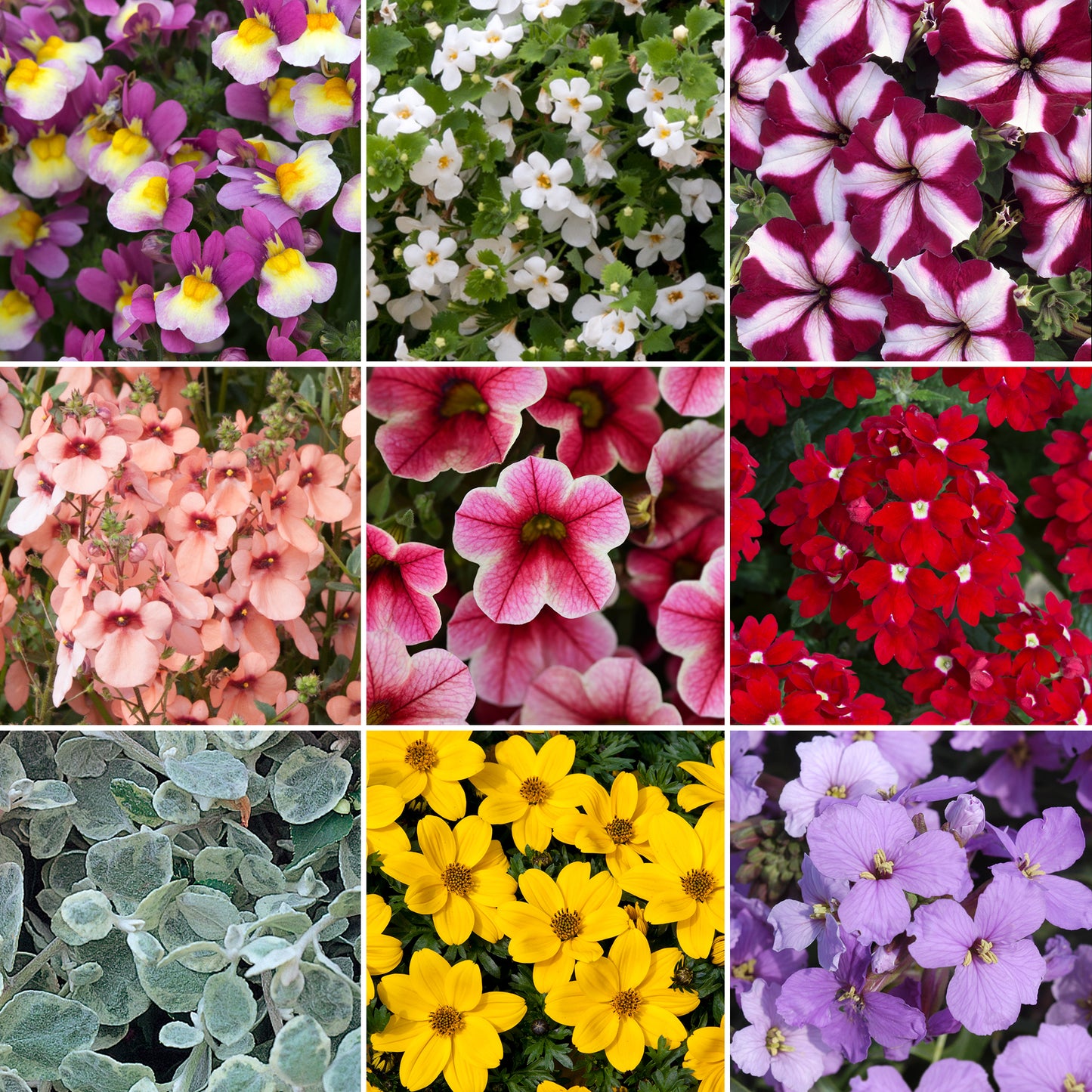 Basket Plant Mix (3cm plugs, 6 plants)