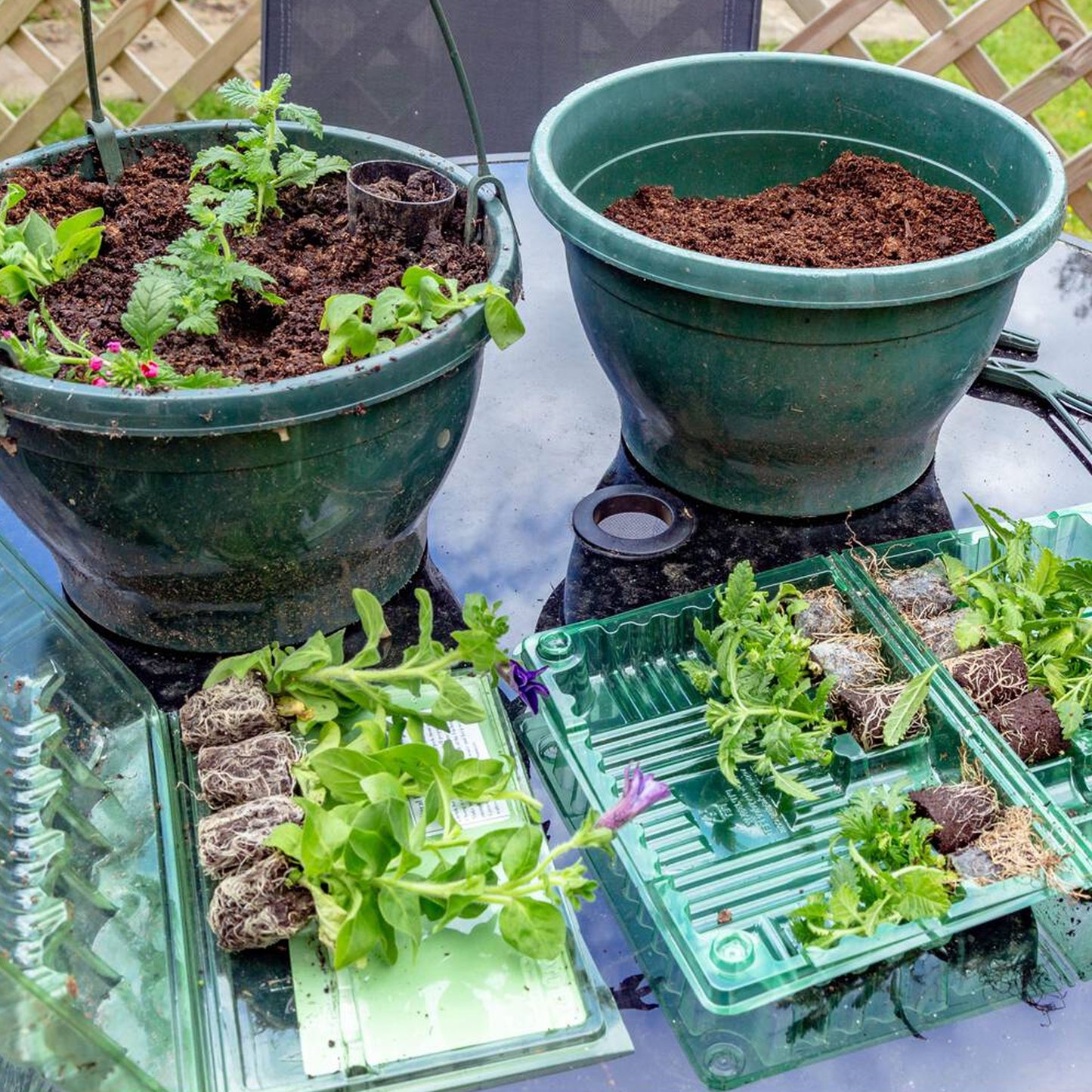 Basket Plant Mix (3cm plugs, 6 plants)