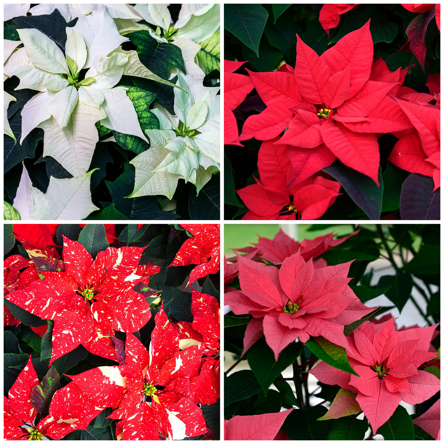 Poinsettia Varieties (15cm)