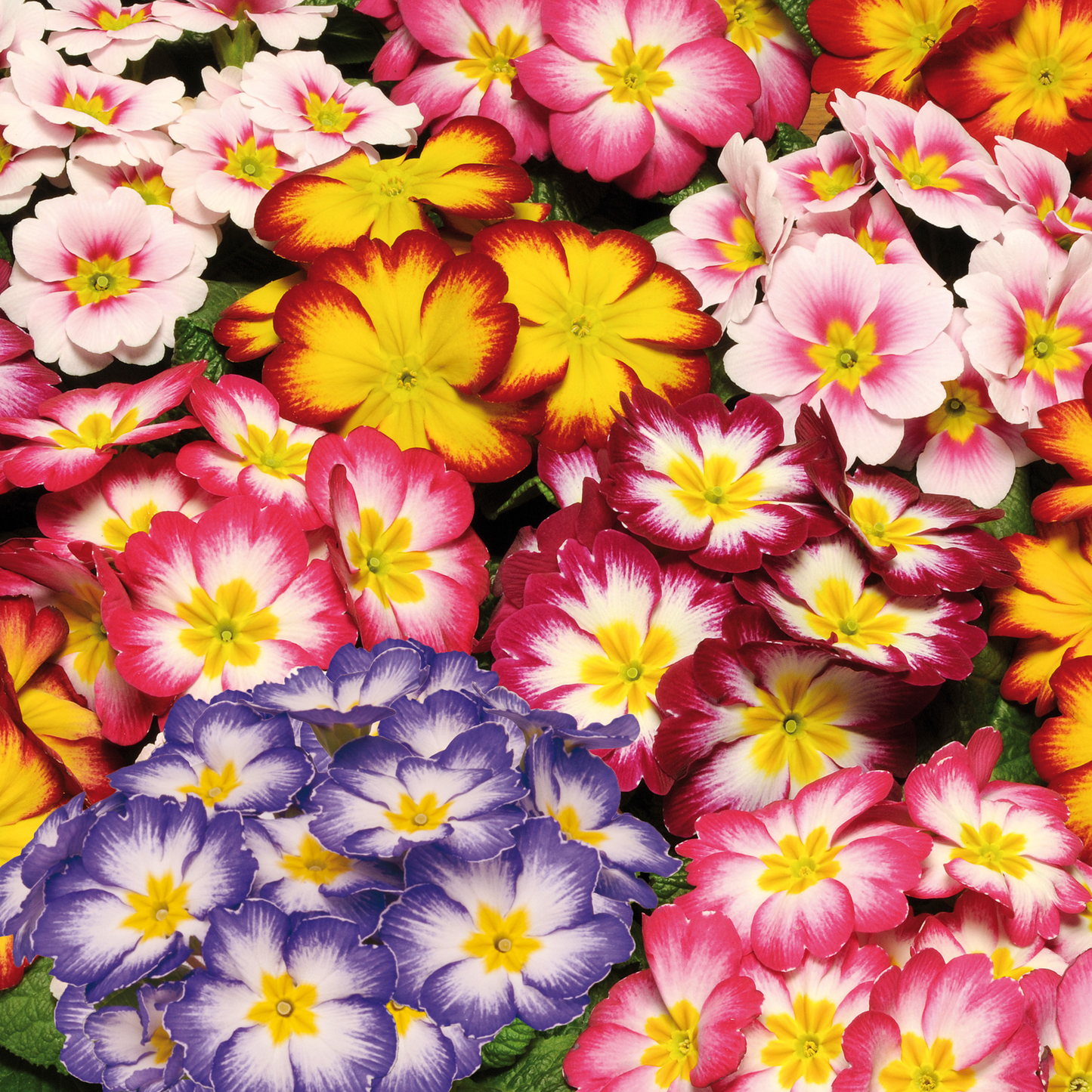 Primrose Bicolour Mix (9cm, Carry Six Pack)