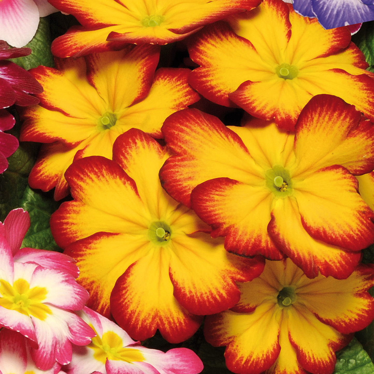 Primrose Bicolour Mix (9cm, Carry Six Pack)