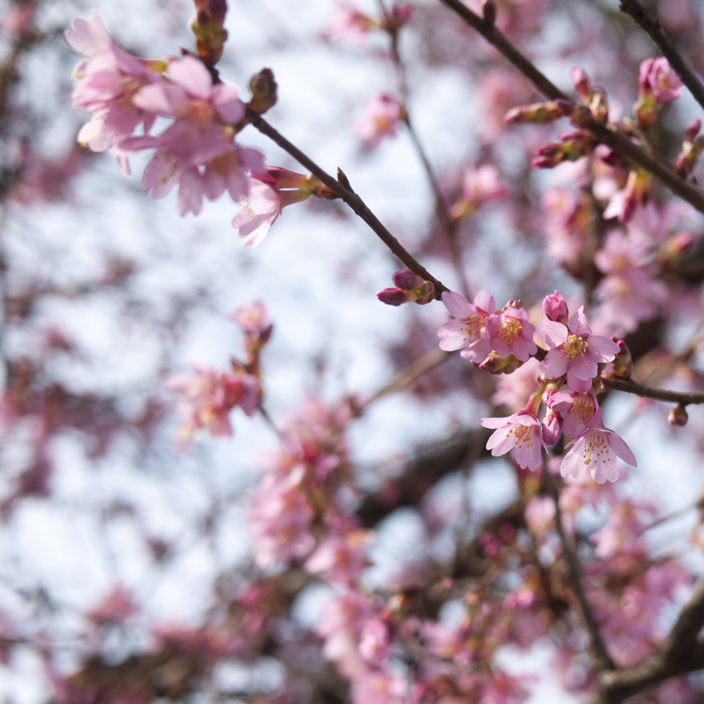 Prunus Autumnalis Rosea Tree (12L, 5-6ft)