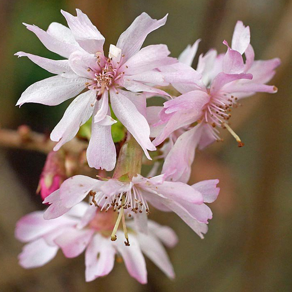 Prunus Autumnalis Rosea Tree (12L, 5-6ft)
