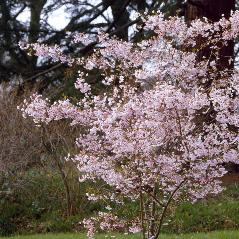 Prunus Autumnalis Rosea Tree (12L, 5-6ft)