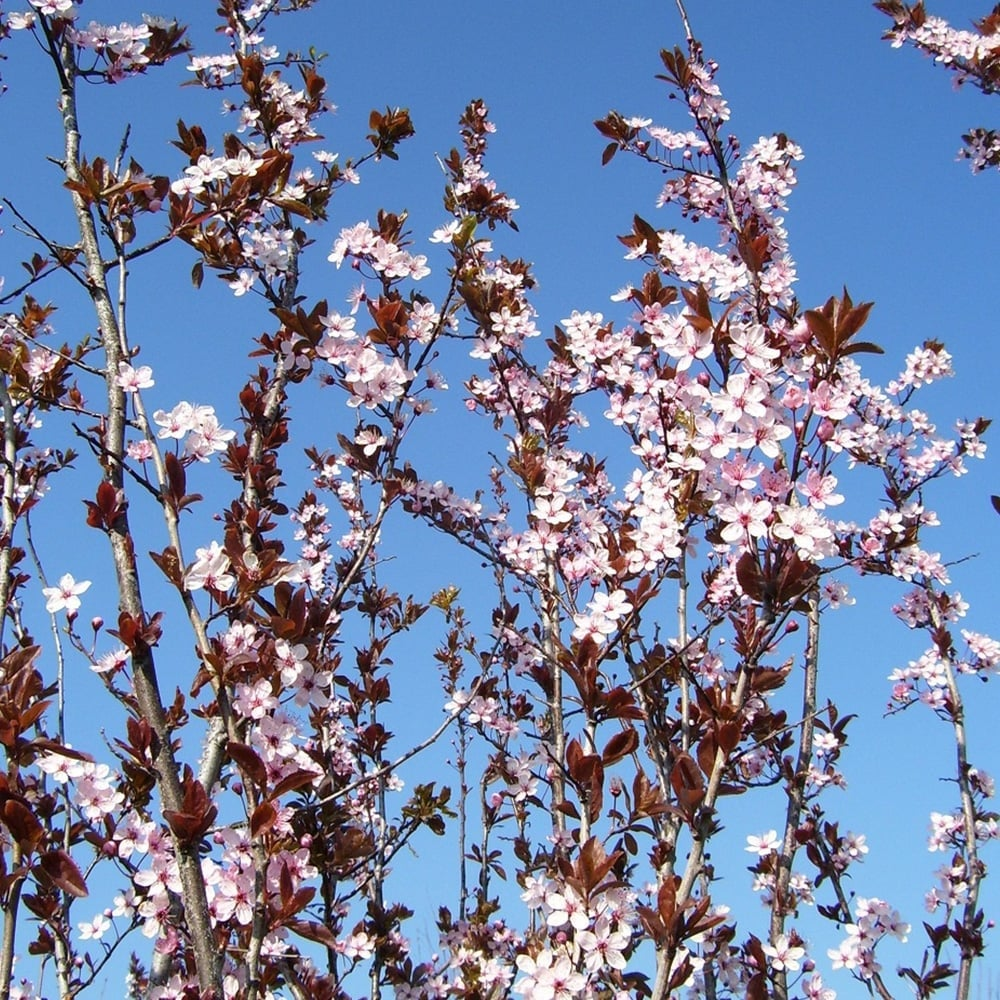 Prunus Pissardii Nigra Tree (12L, 5-6ft)