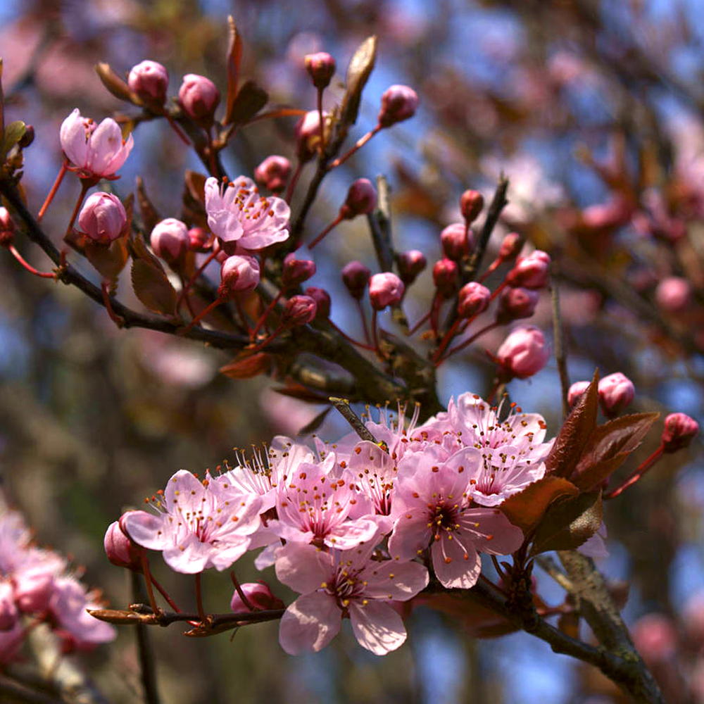 Prunus Pissardii Nigra Tree (12L, 5-6ft)
