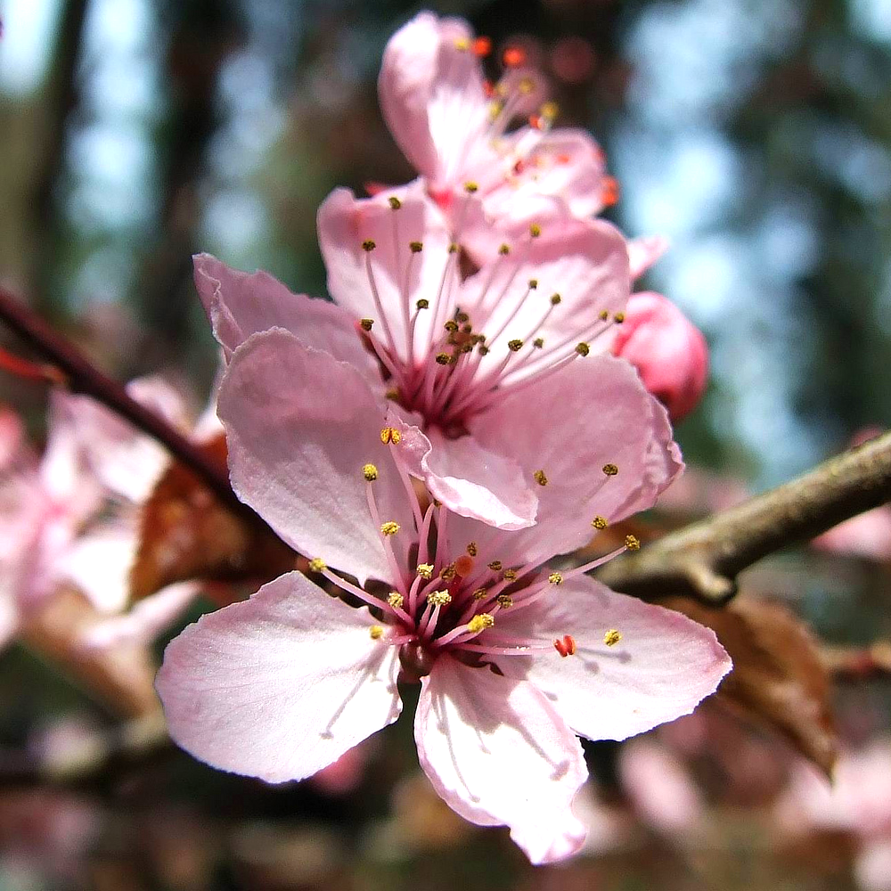 Prunus Pissardii Nigra Tree (12L, 5-6ft)