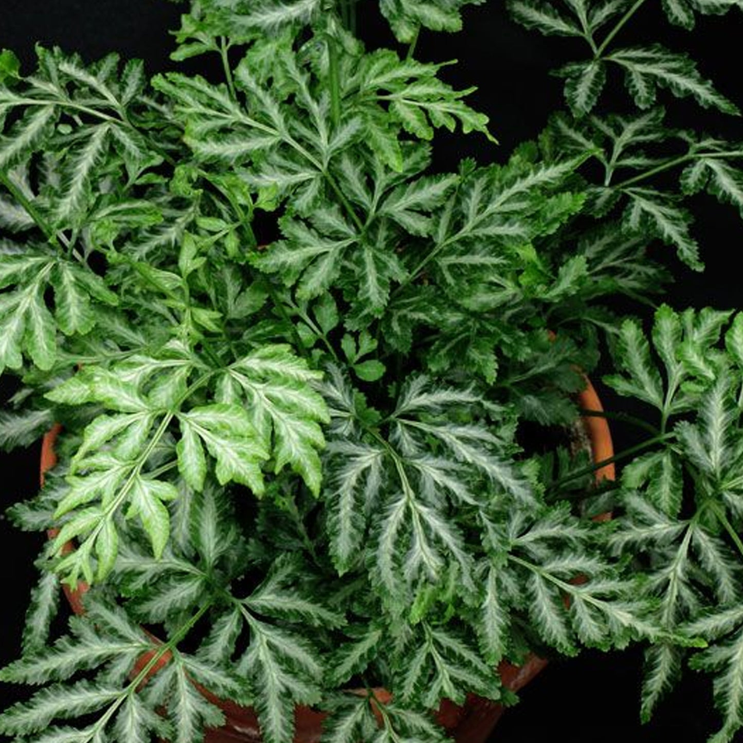 Pteris Albolineata