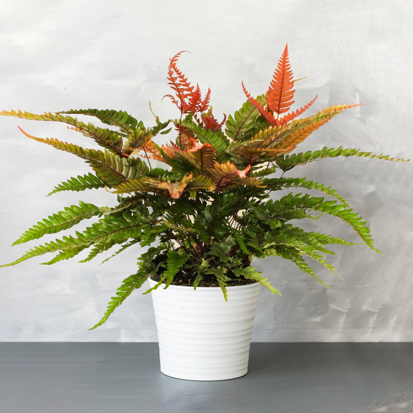 Pteris Tricolor (12cm) V1
