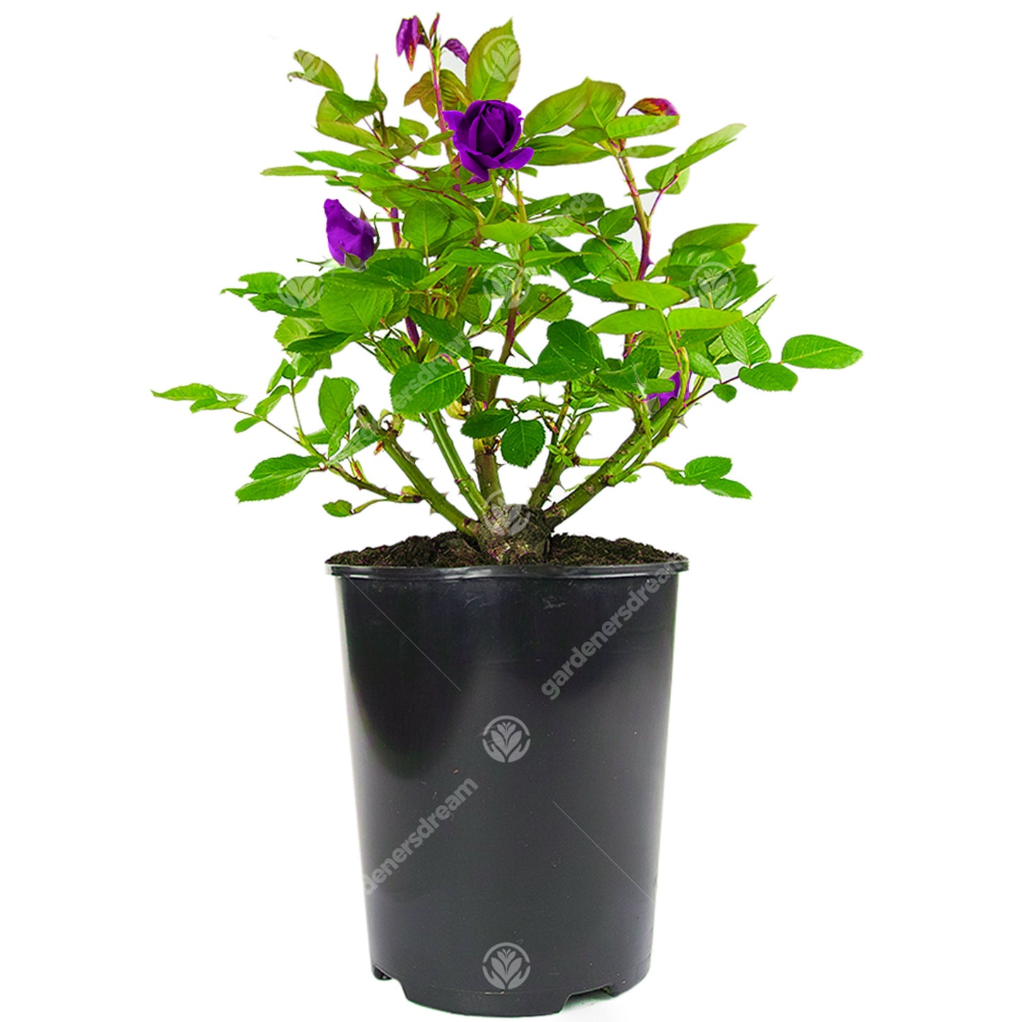 Potted Rose - Purple