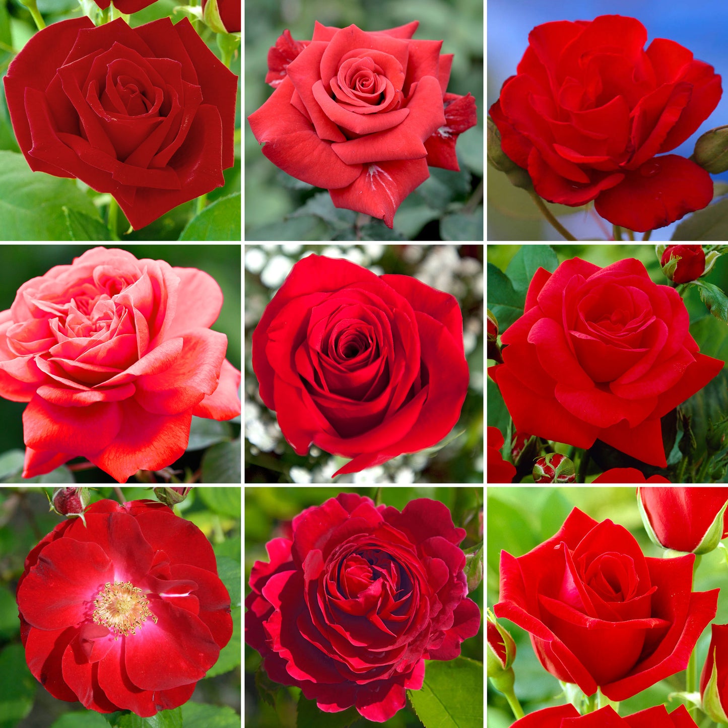 Potted Rose - Red