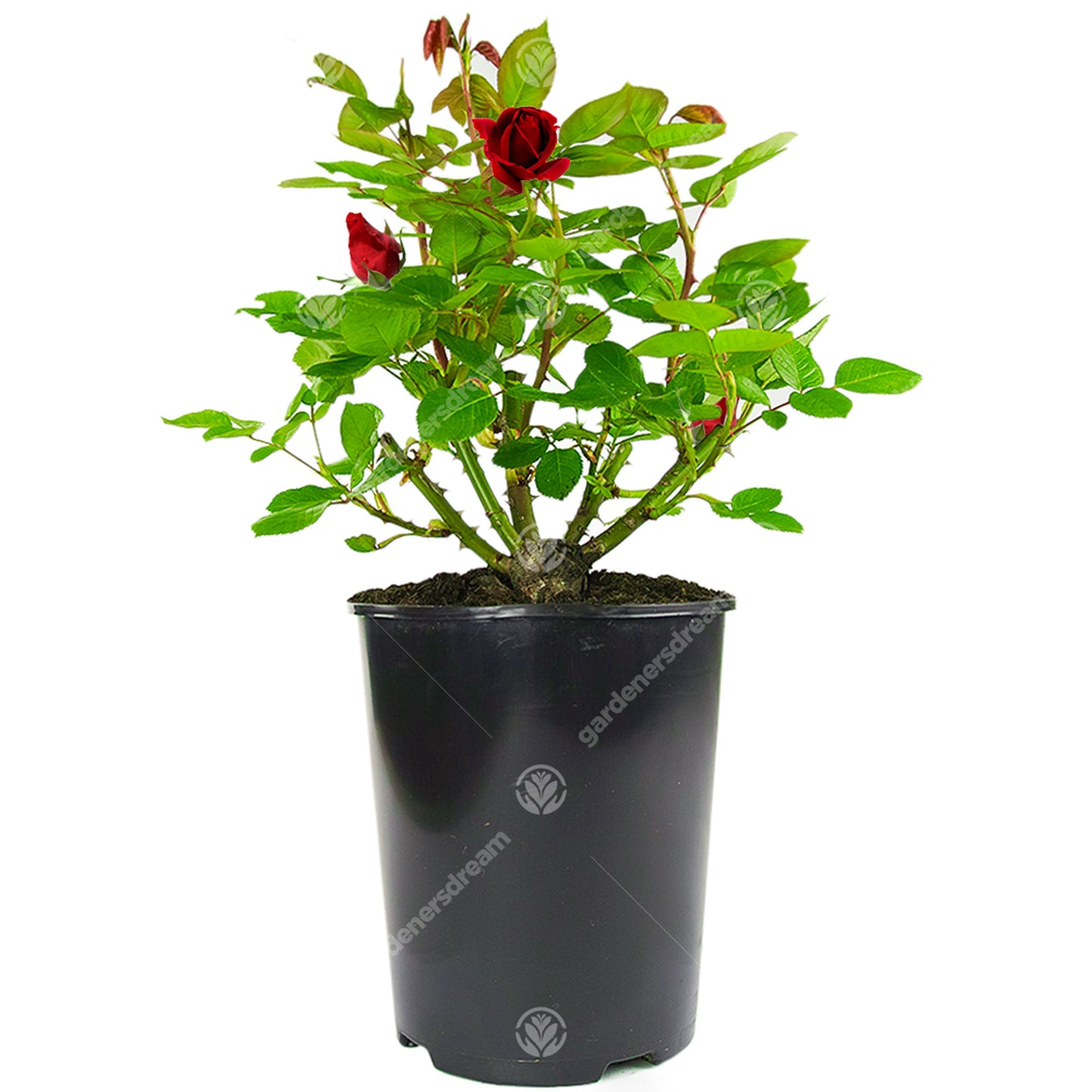 Potted Rose - Red