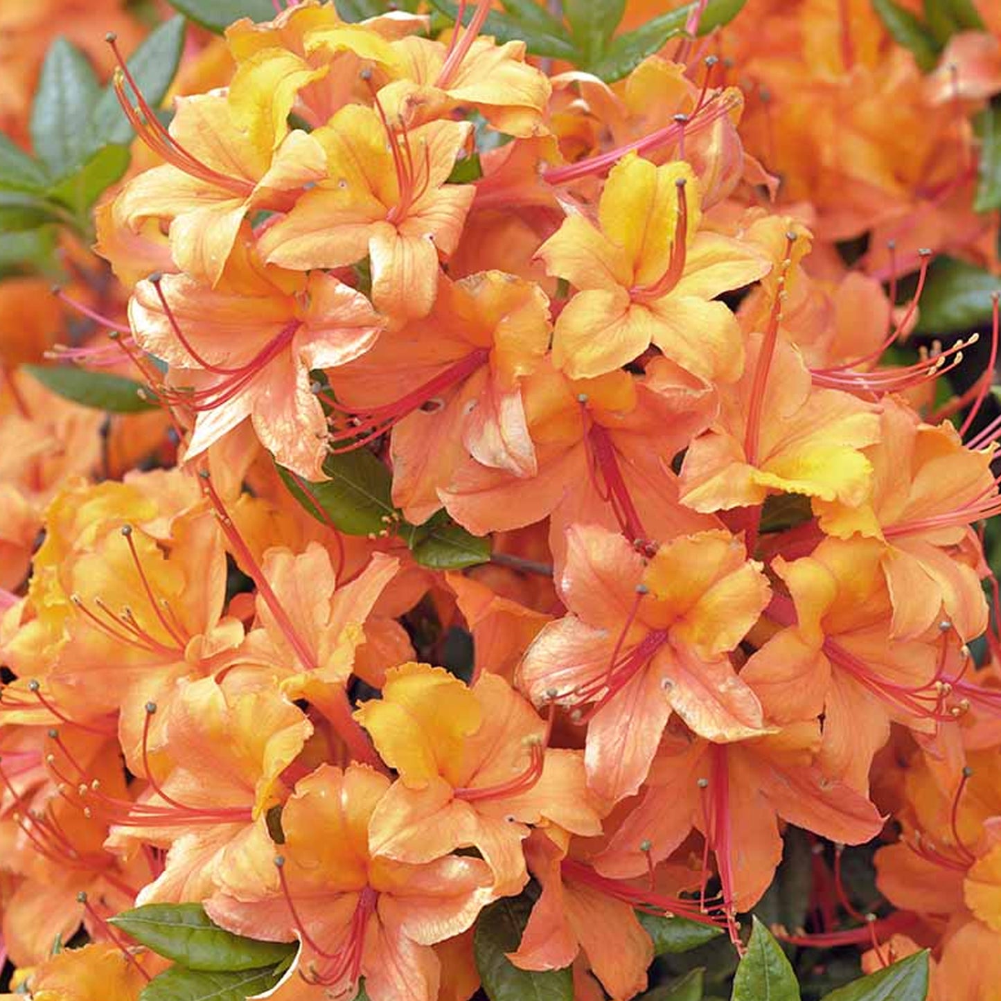 Azalea Tricolour - Pink, Orange & Red (5L)
