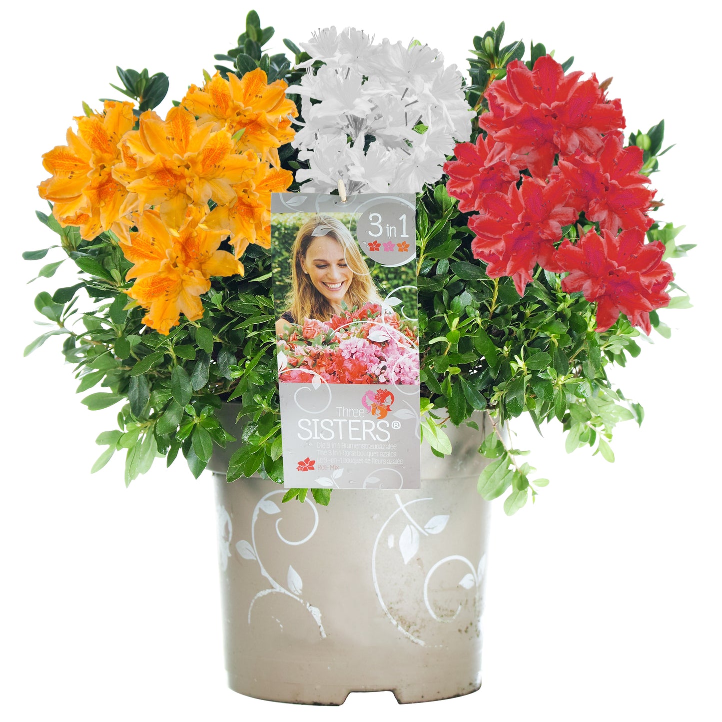 Azalea Tricolour - White, Red & Orange (5L)