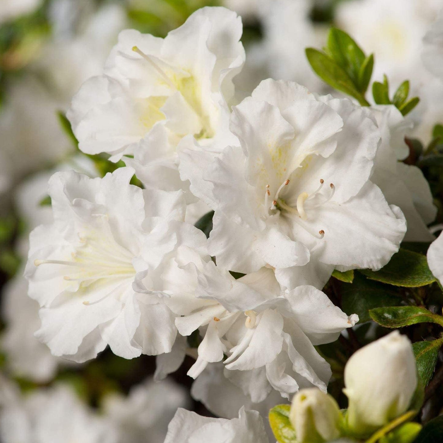 Azalea Tricolour - White, Red & Orange (5L)