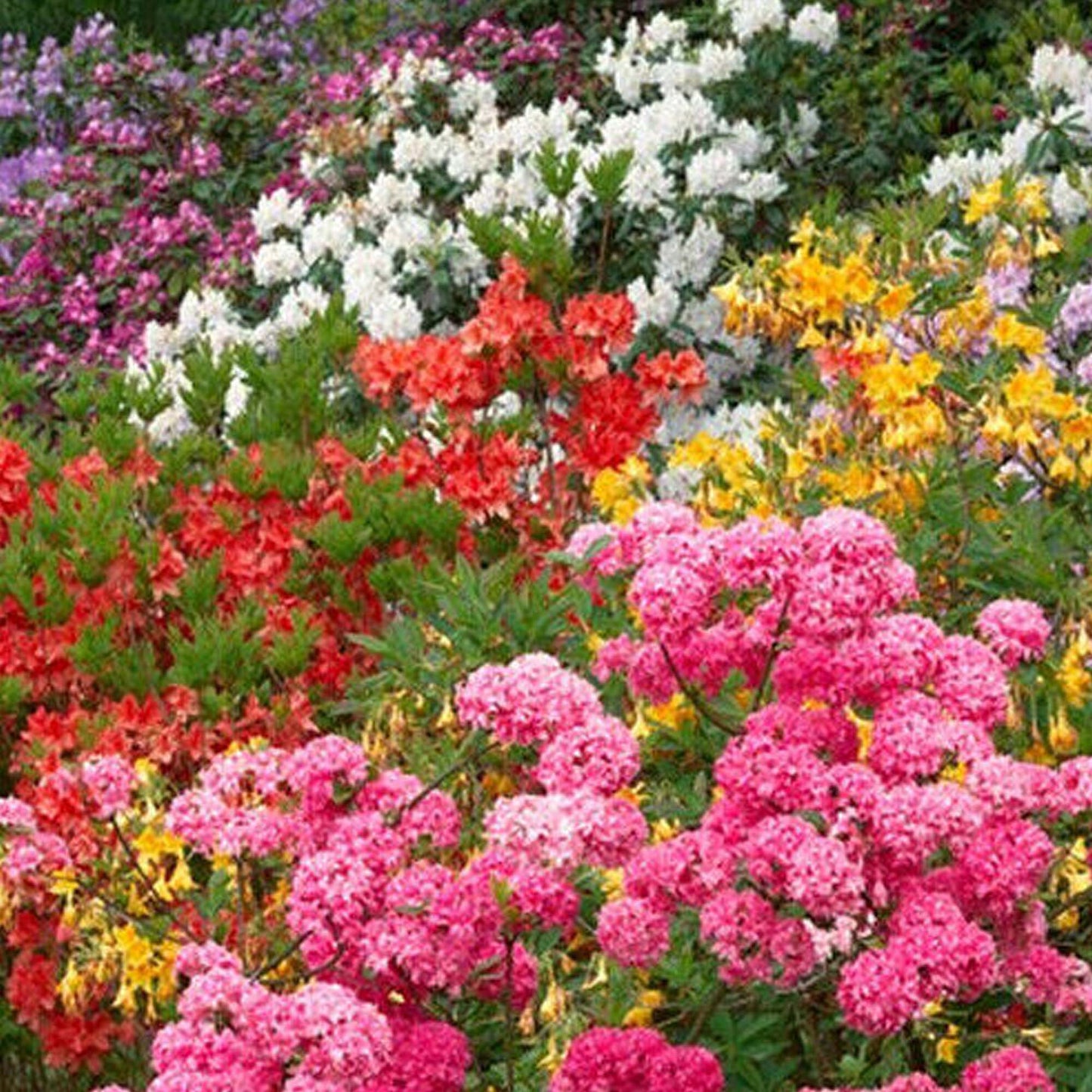 Rhododendron Mix (1L, Pack of 5)