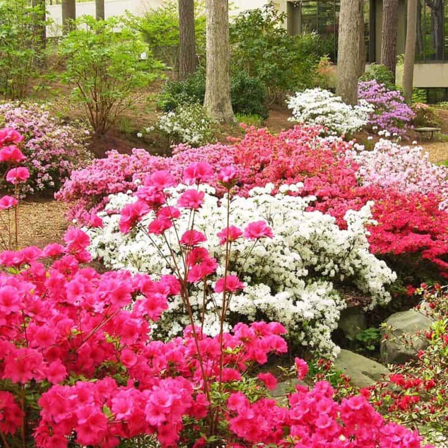 Rhododendron Mix (1L, Pack of 5)