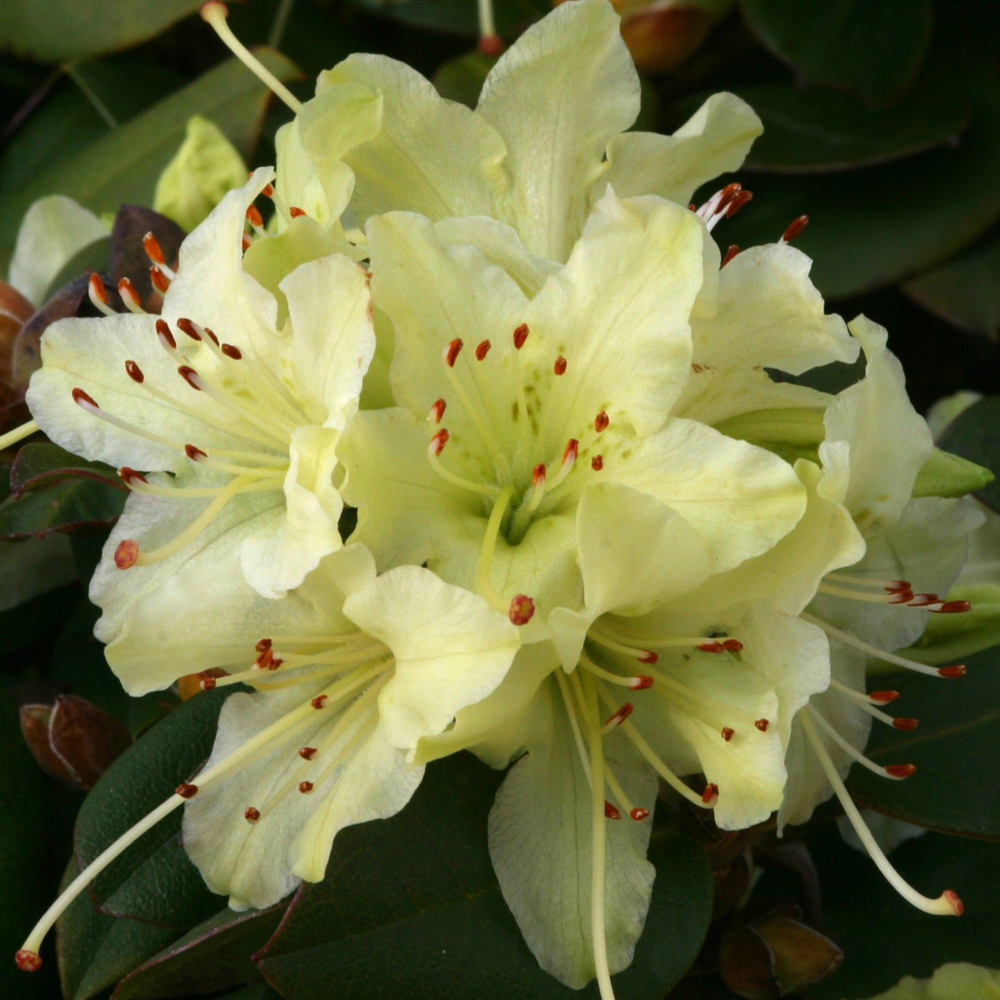 Rhododendron Shamrock (1L)