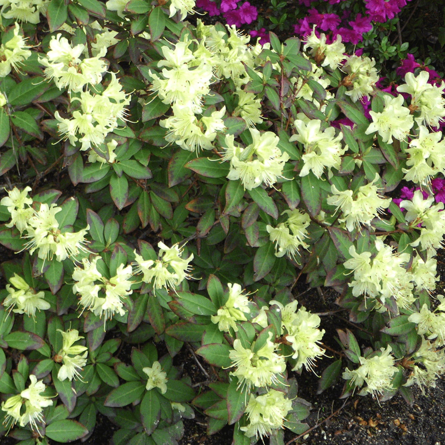 Rhododendron Shamrock (1L)