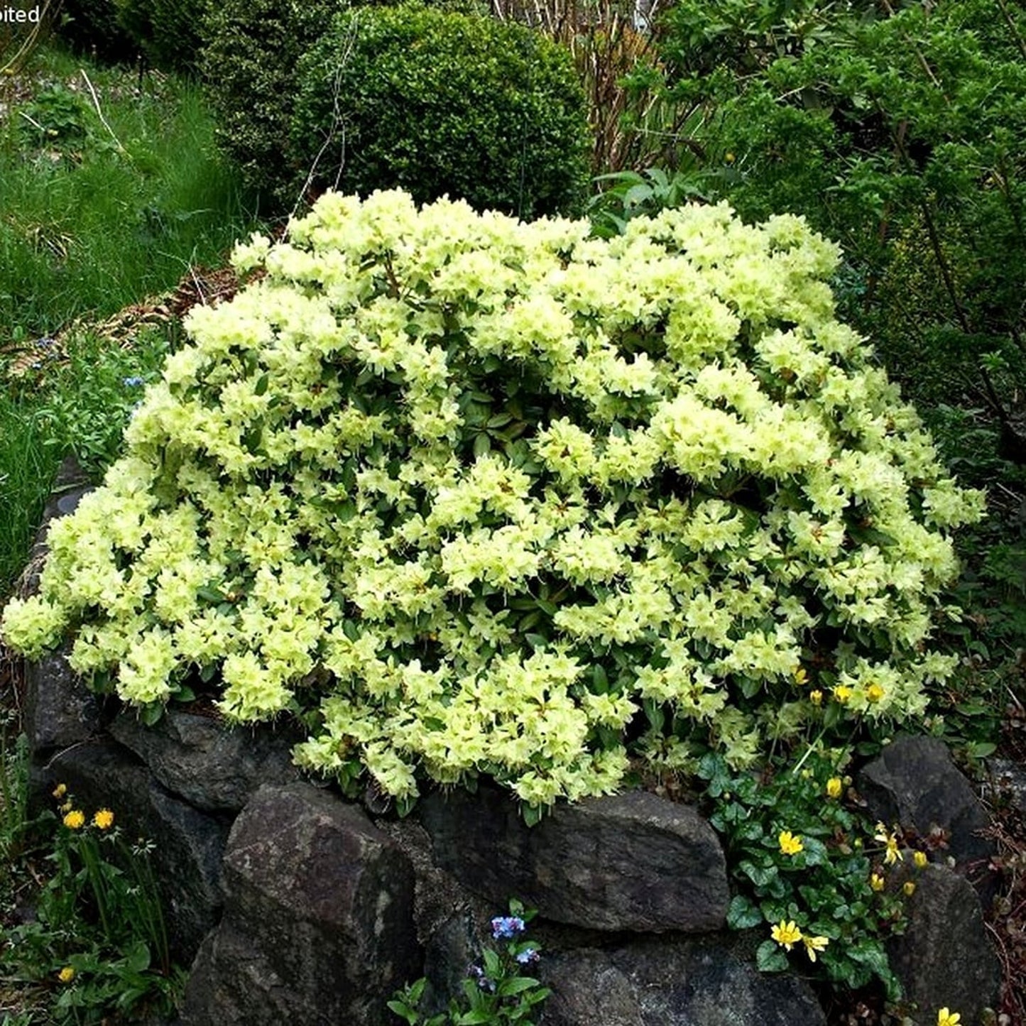 Rhododendron Shamrock (1L)