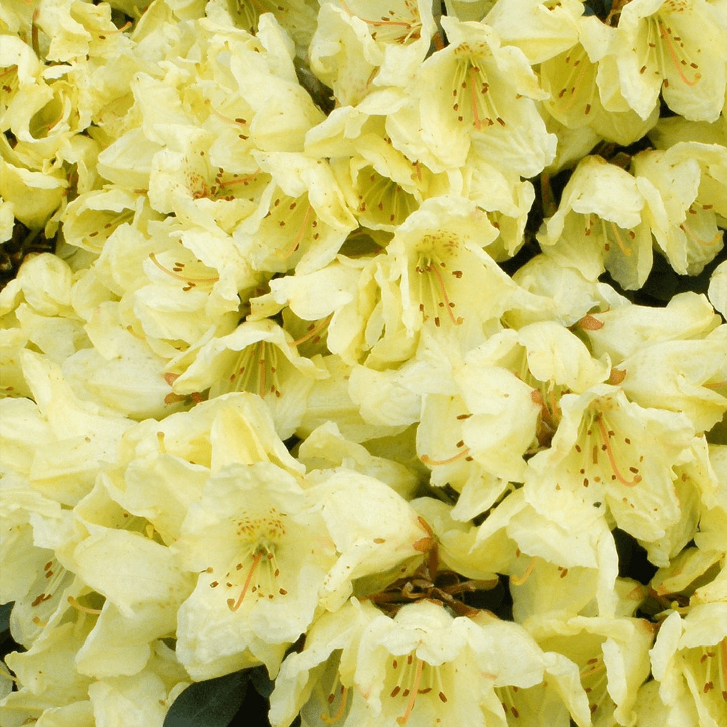 Rhododendron Wren (1L)