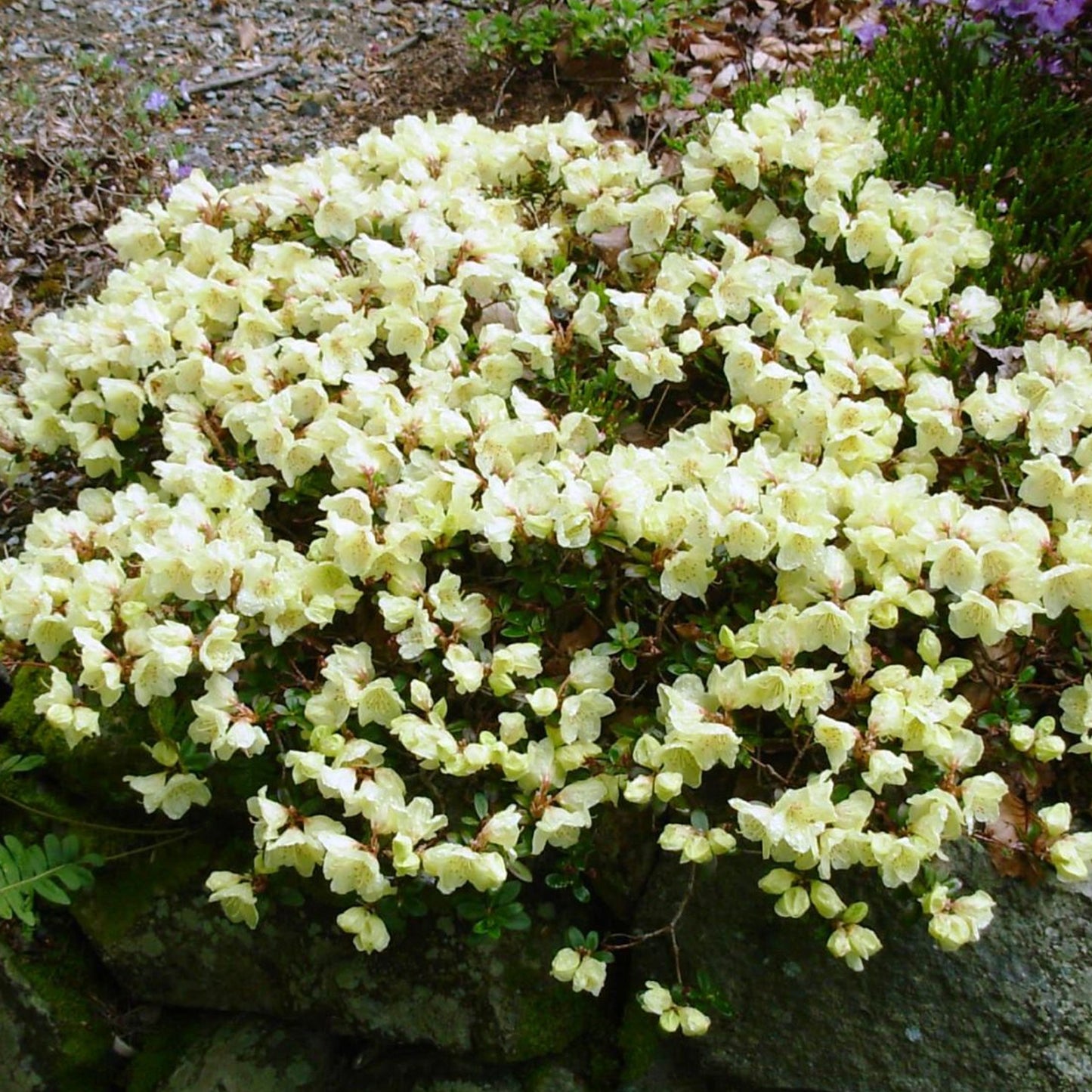 Rhododendron Wren (1L)