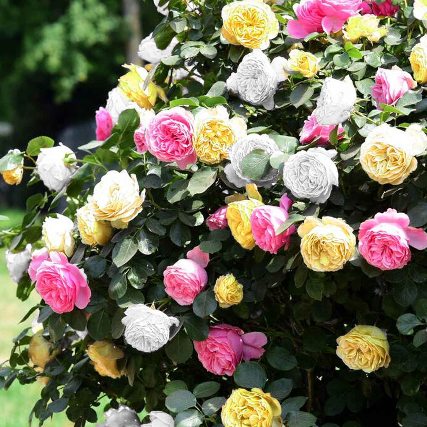 Rose Tricolour (5L)
