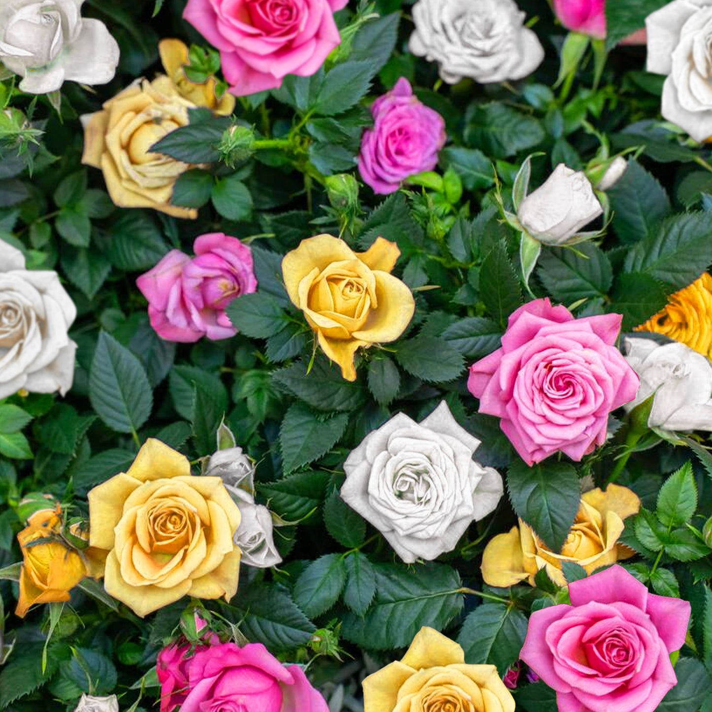 Rose Tricolour (5L)
