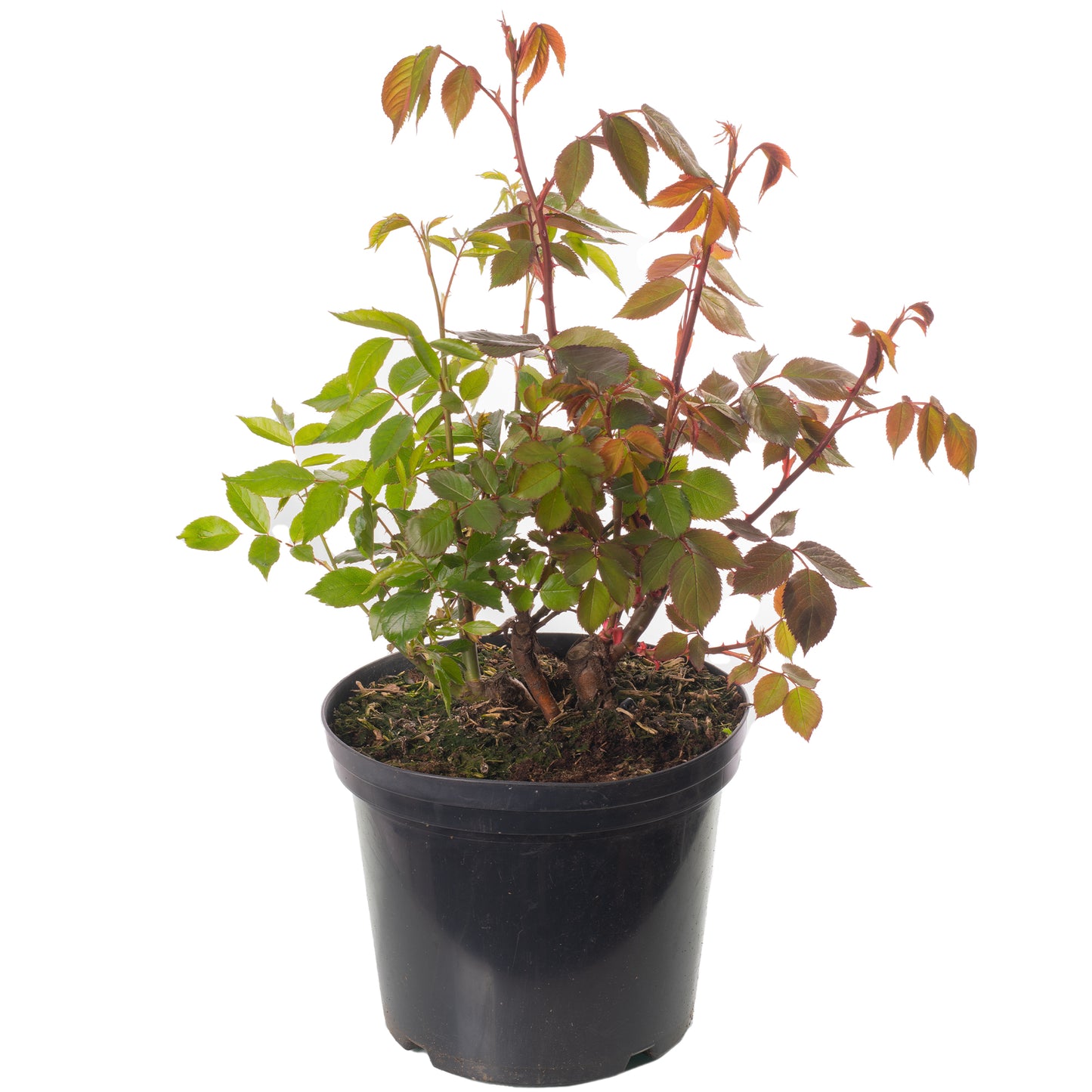 Rose Tricolour (5L)