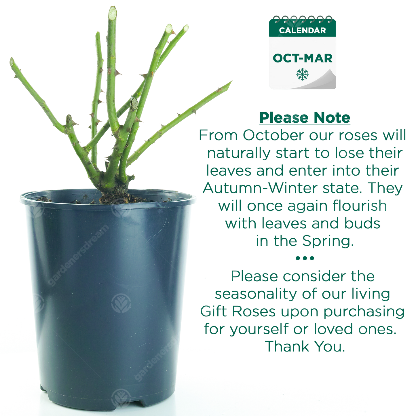 THANK YOU ROSE - Thank You Rose Bush