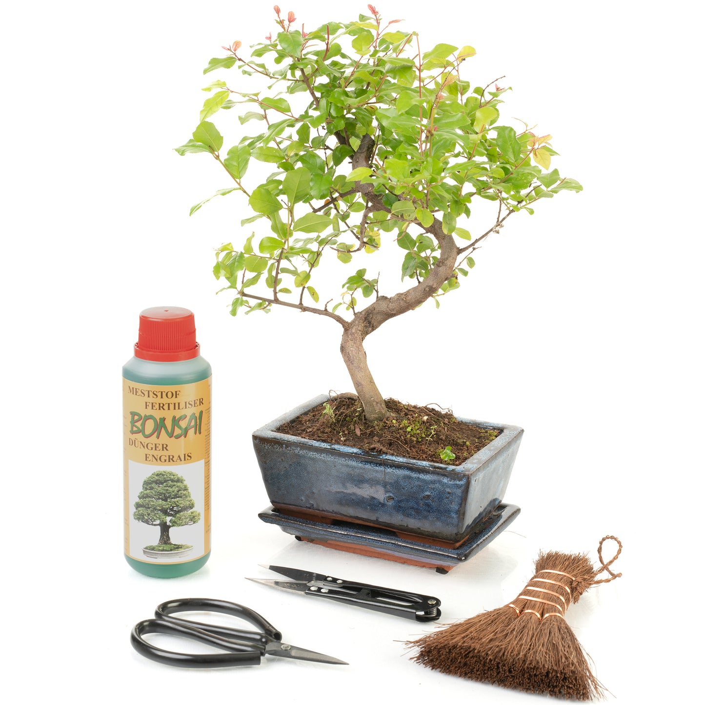 S-Shaped Bonsai